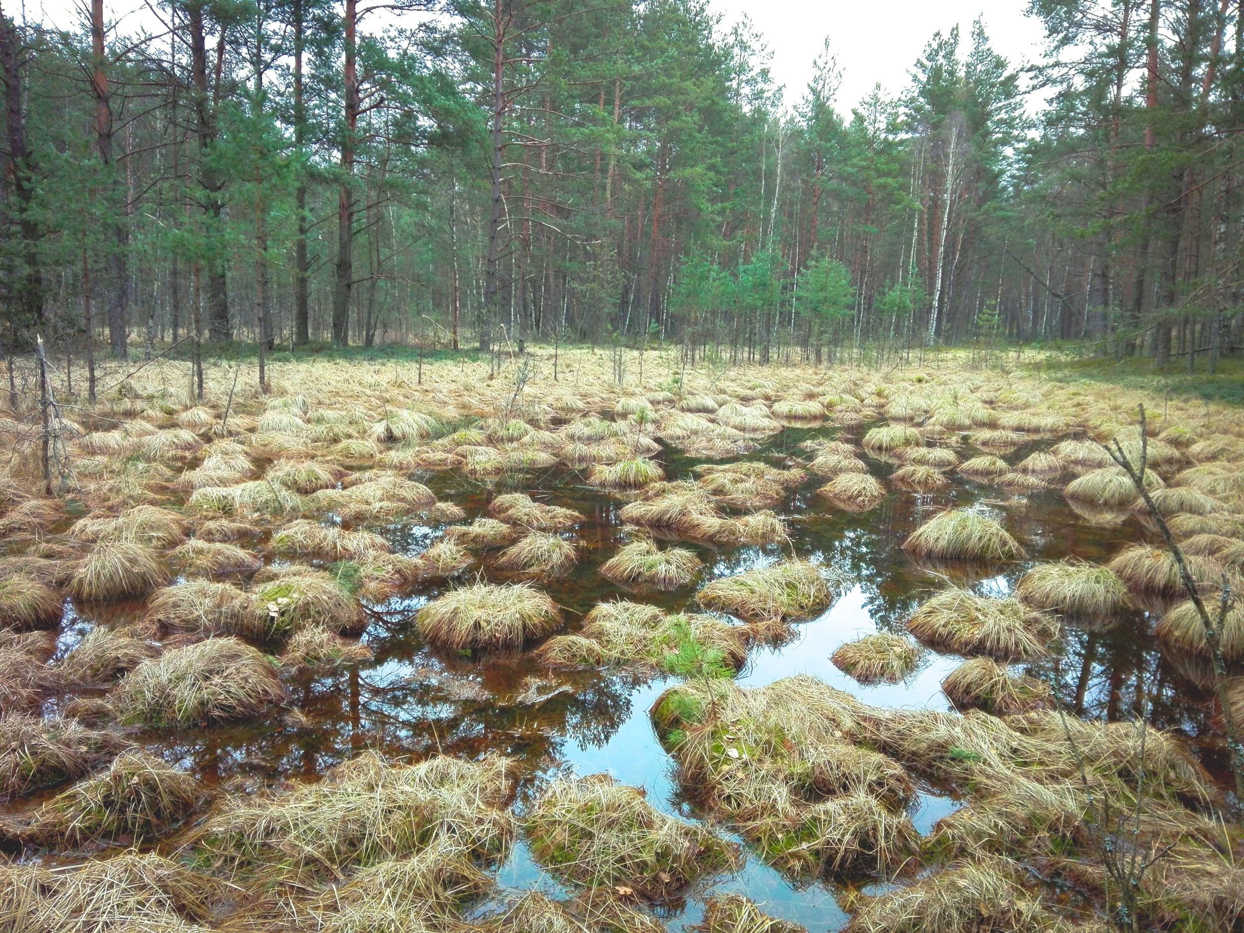 A swamp in the forest, surrounding Čepkeliai marsh in early spring, Lithuania