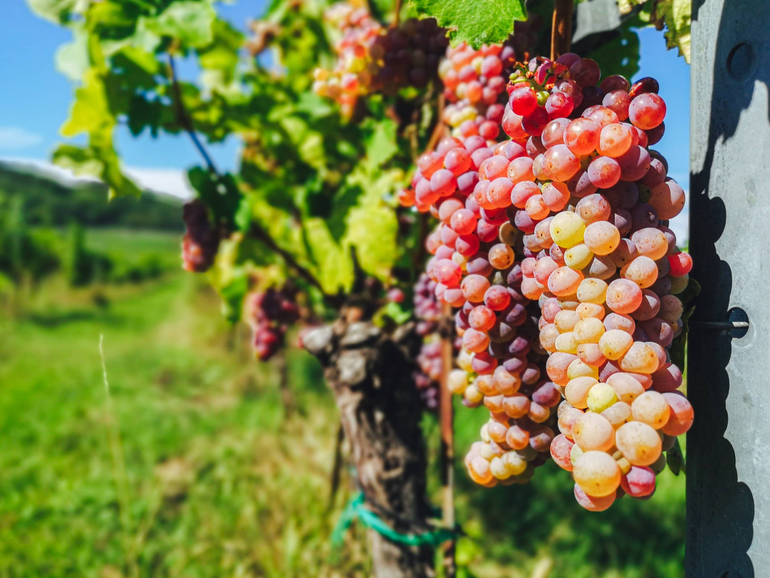 Zierfandler wine grapes Thermenregion, Austria