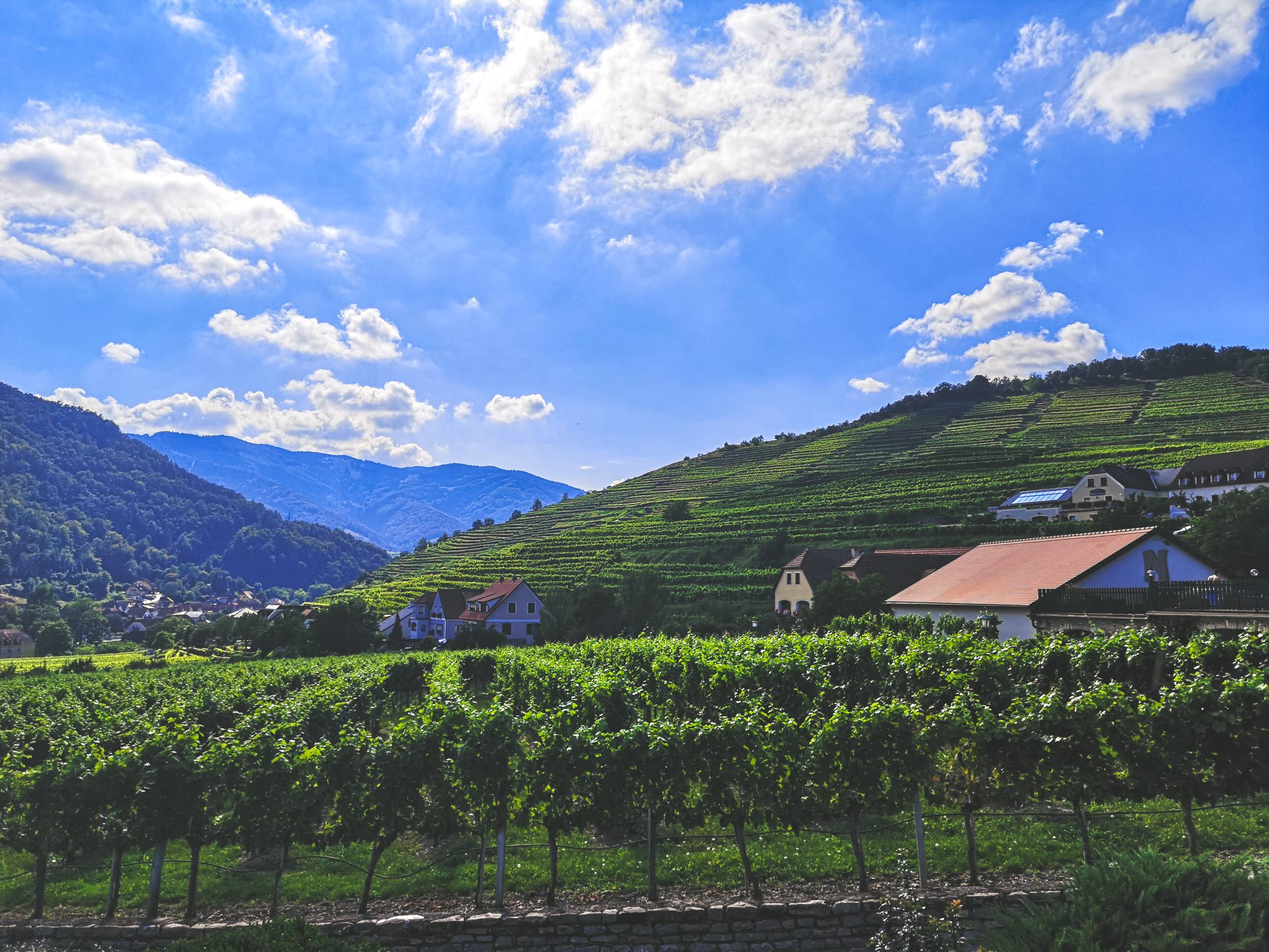 Vineyards in Spitz an der Wachau, Lower Austria