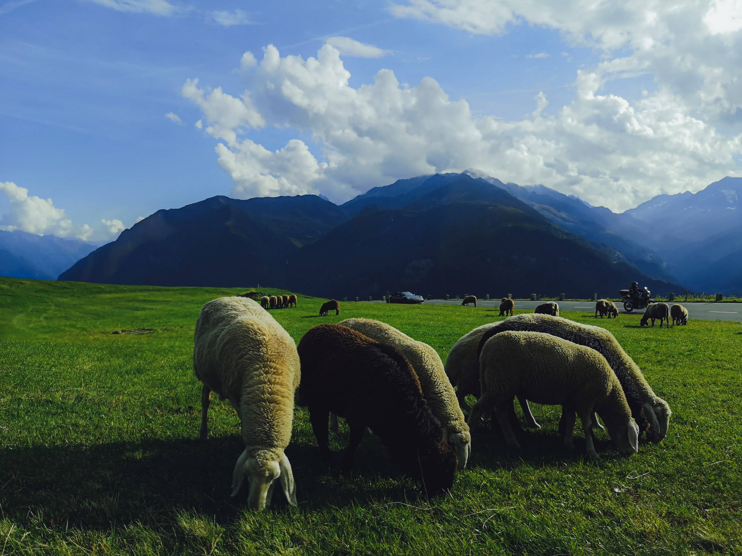 Cars & sheeps on Grossglockner High Alpine Road, Austria
