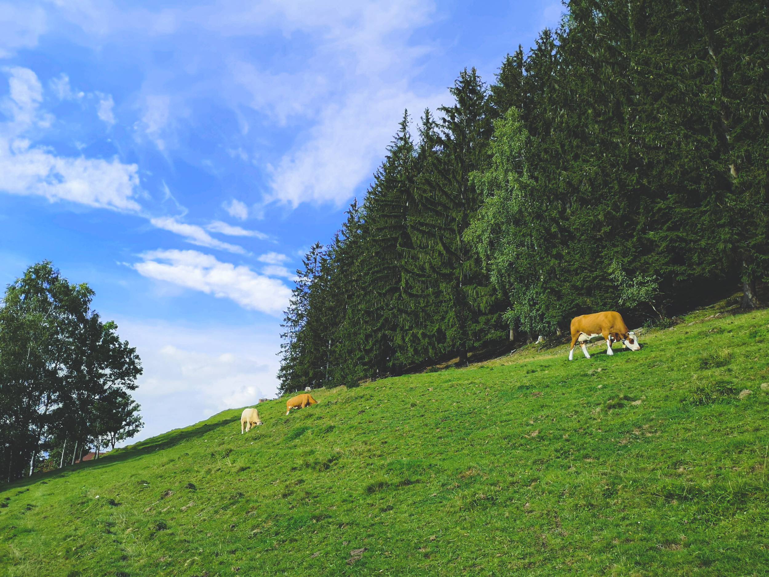 Cows eating grass in Styria, Austria