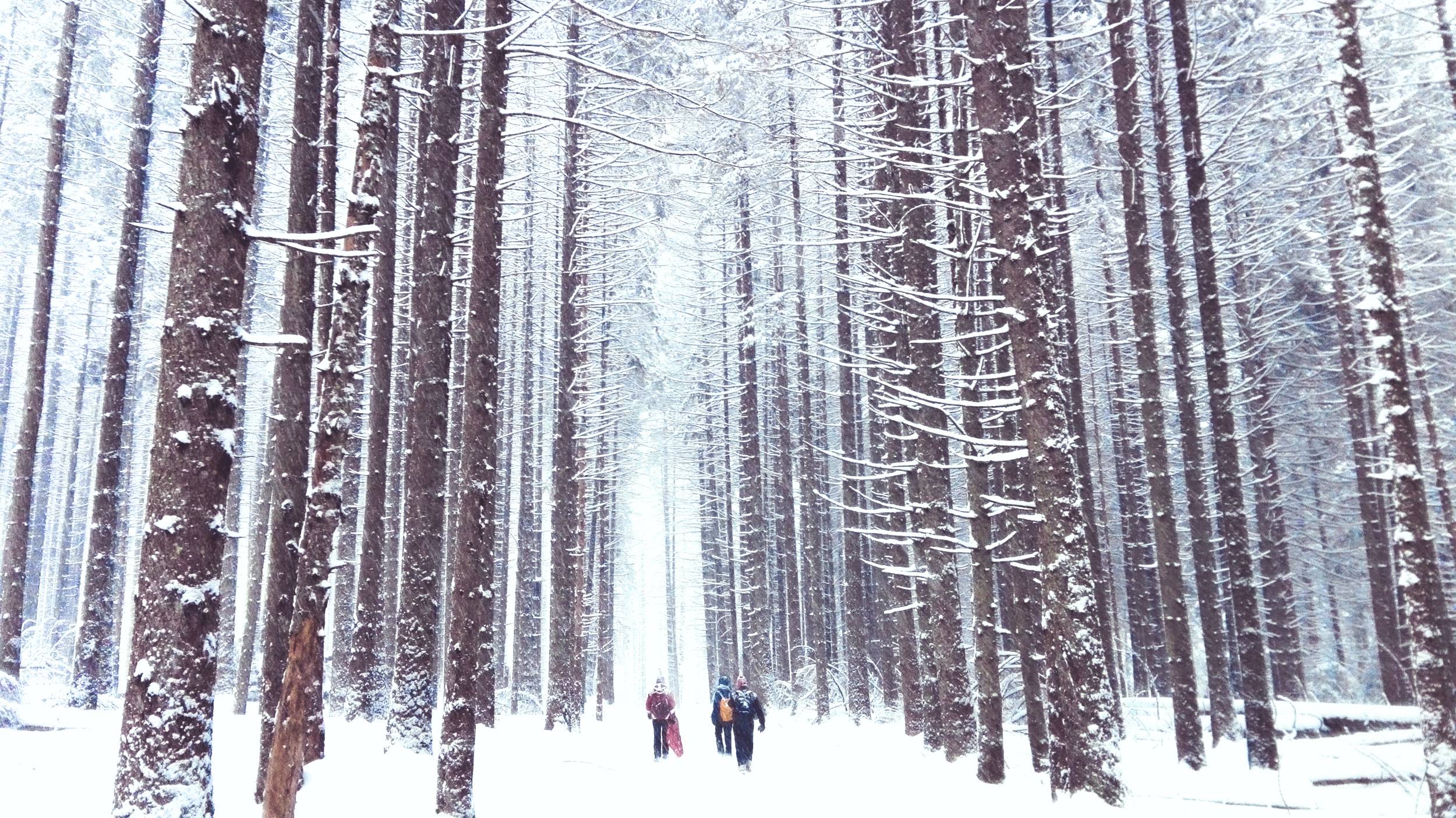 WInter hiking in forest of Tatra National Park, Poland