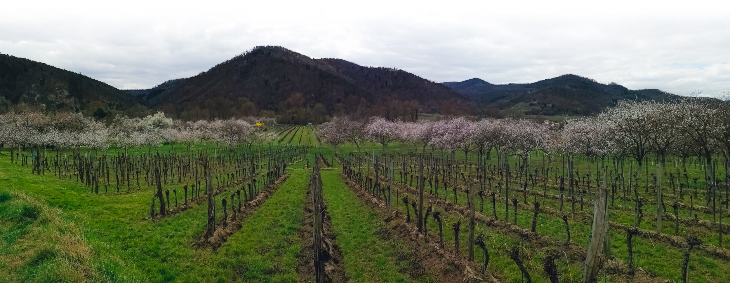 Apricots and vines in Wachau Valley, Austria