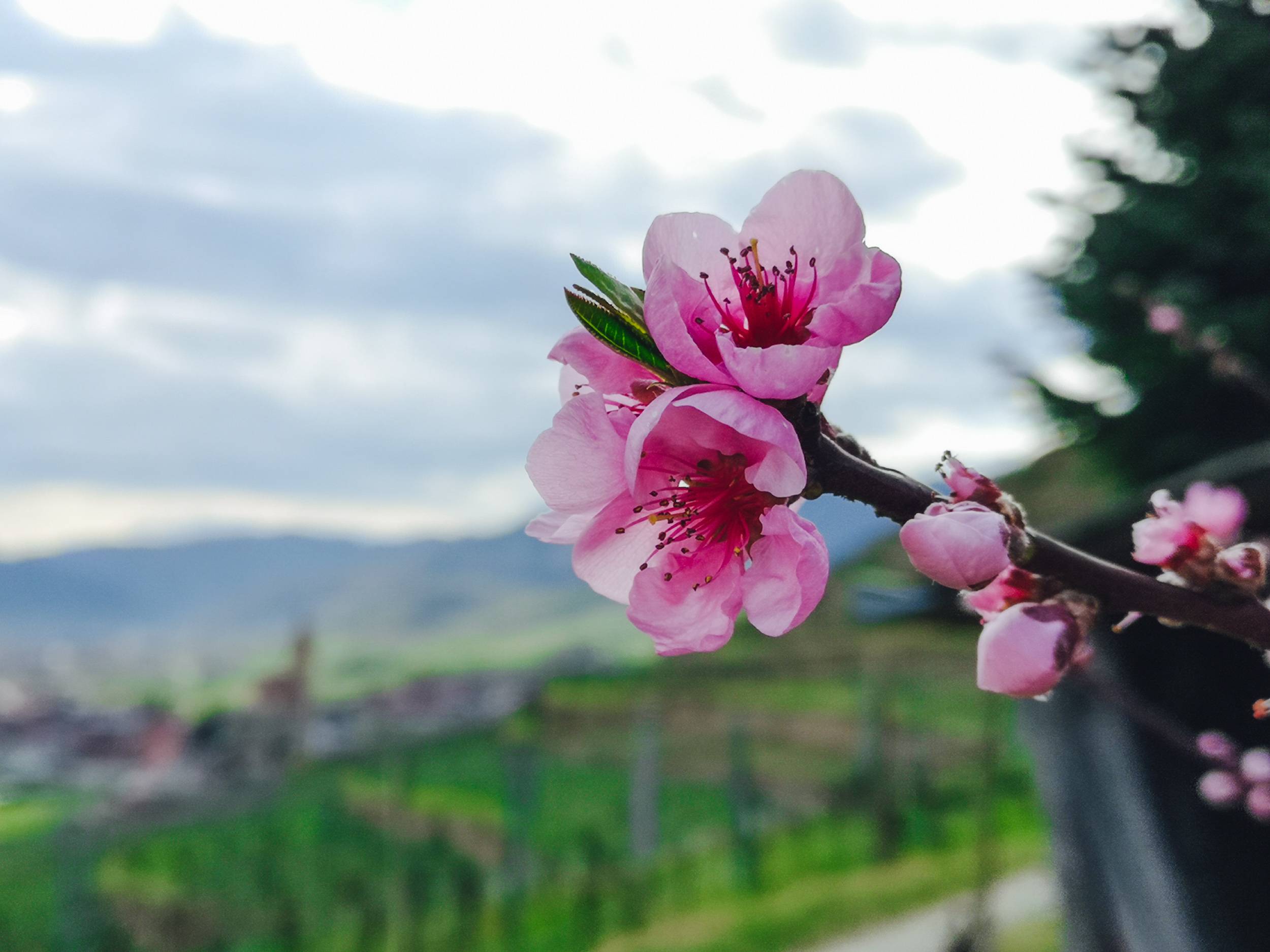 Cherry blossoms near Weissenkirchen in der Wachau, Austria