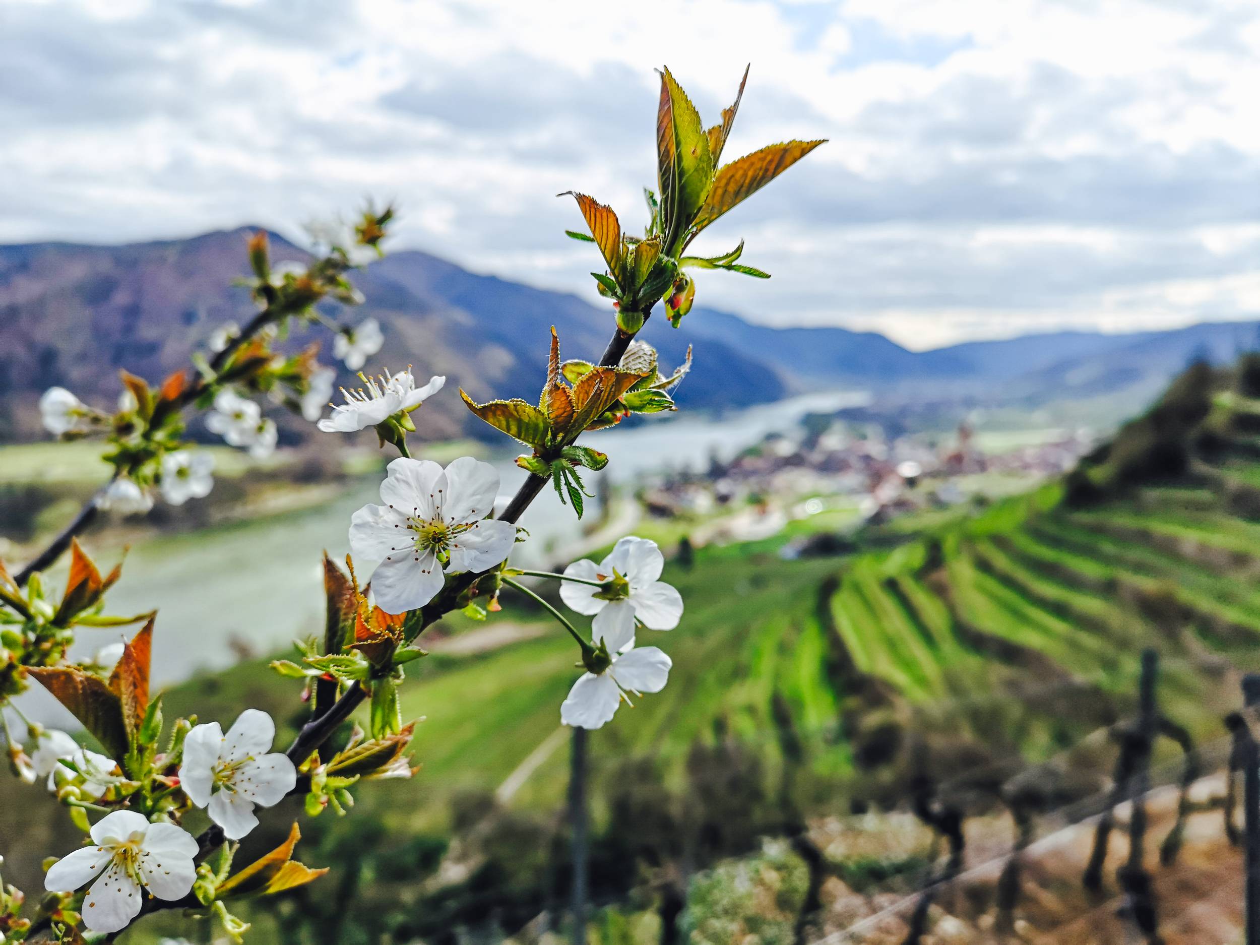 Plum blossoms in Weissenkirchen, Wachau