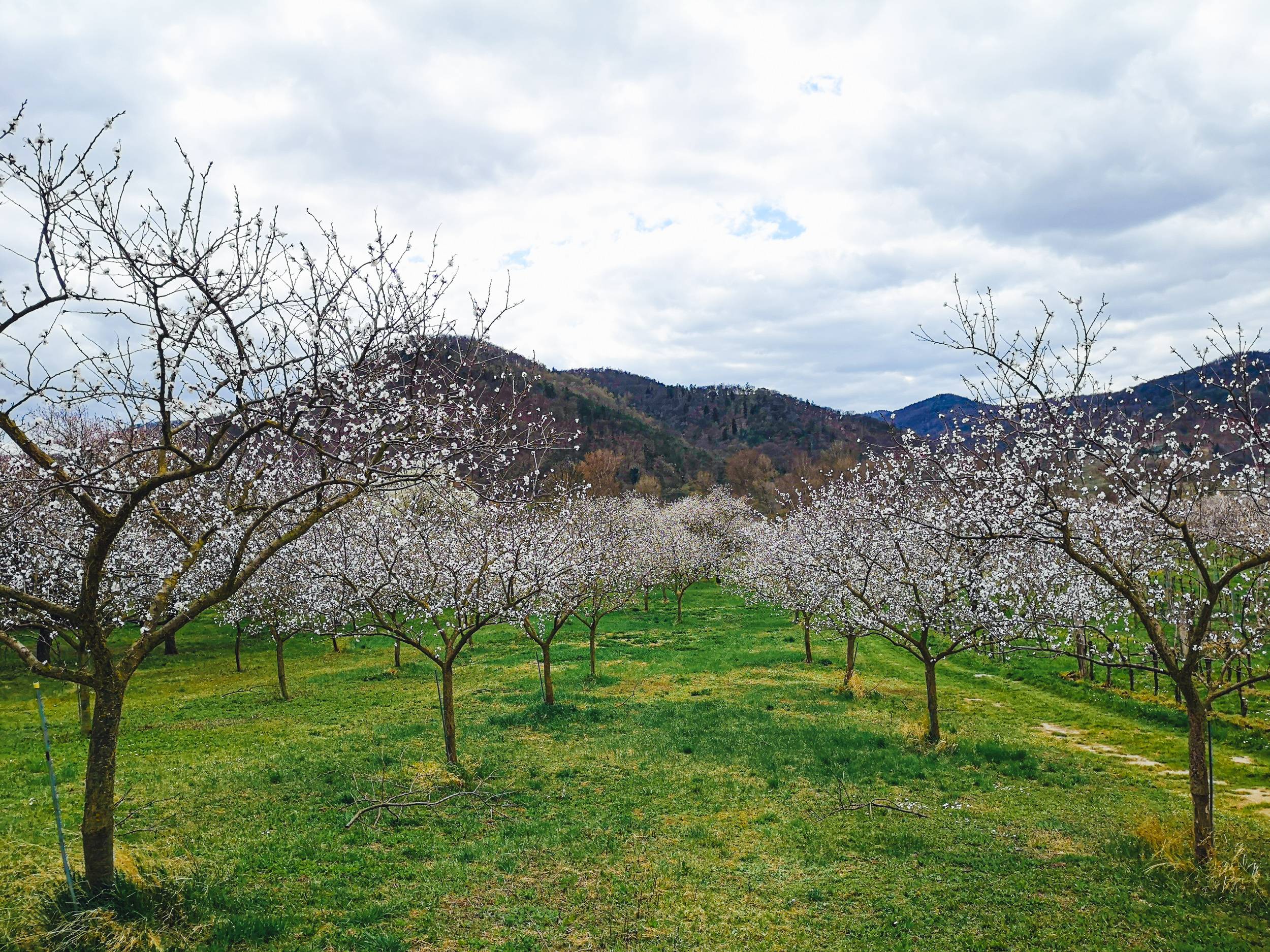 Wachau apricot blossoms, Austria 