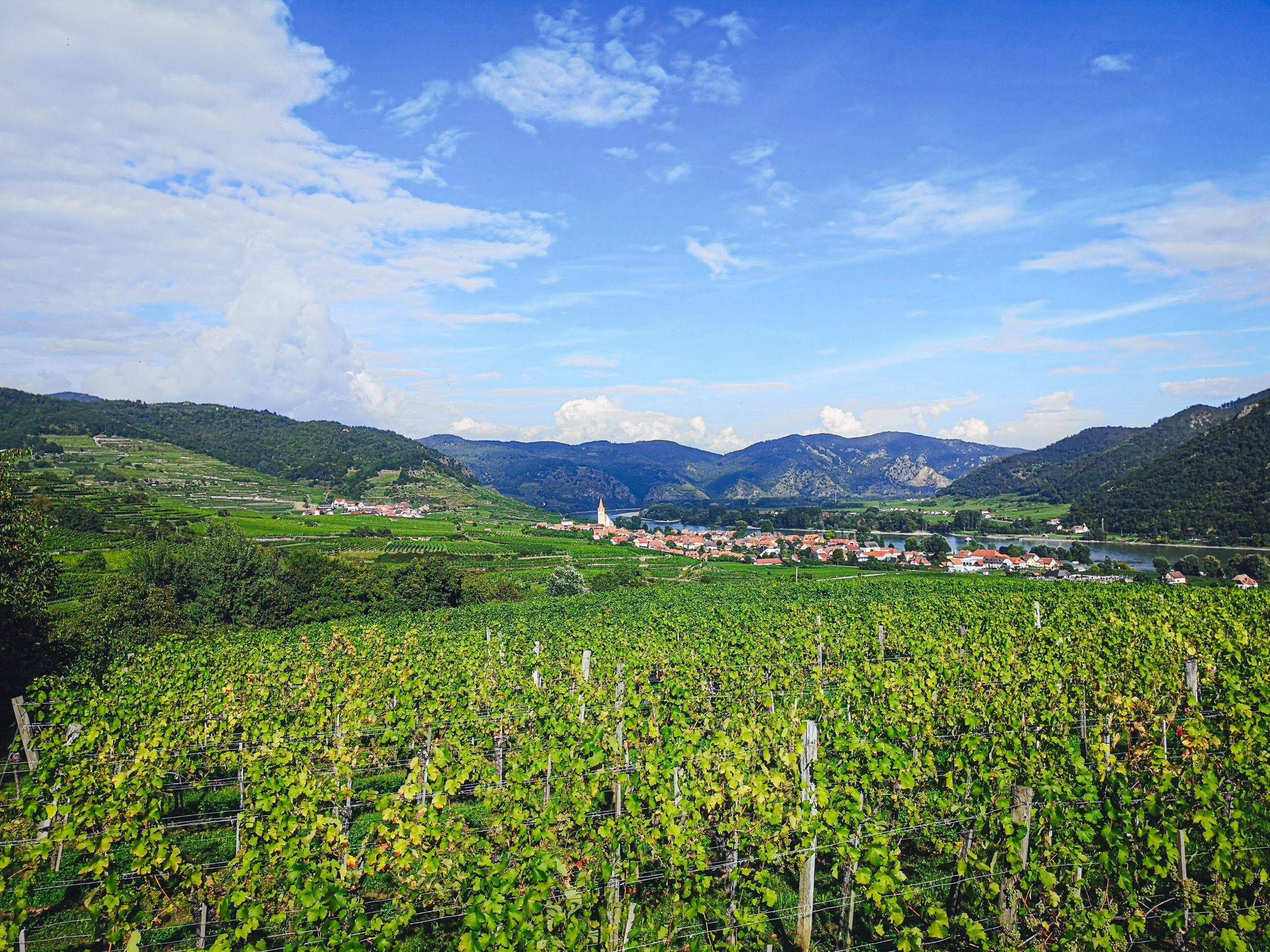 Vineyards of weissenkirchen in der Wachau, Austria
