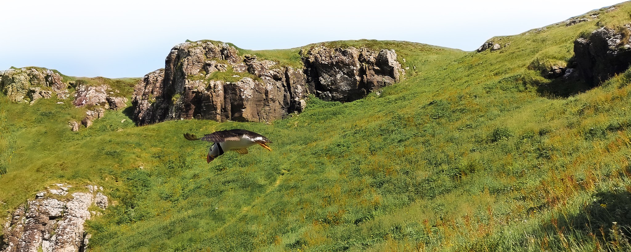 Puffin flying over Lunga Island, Scotland