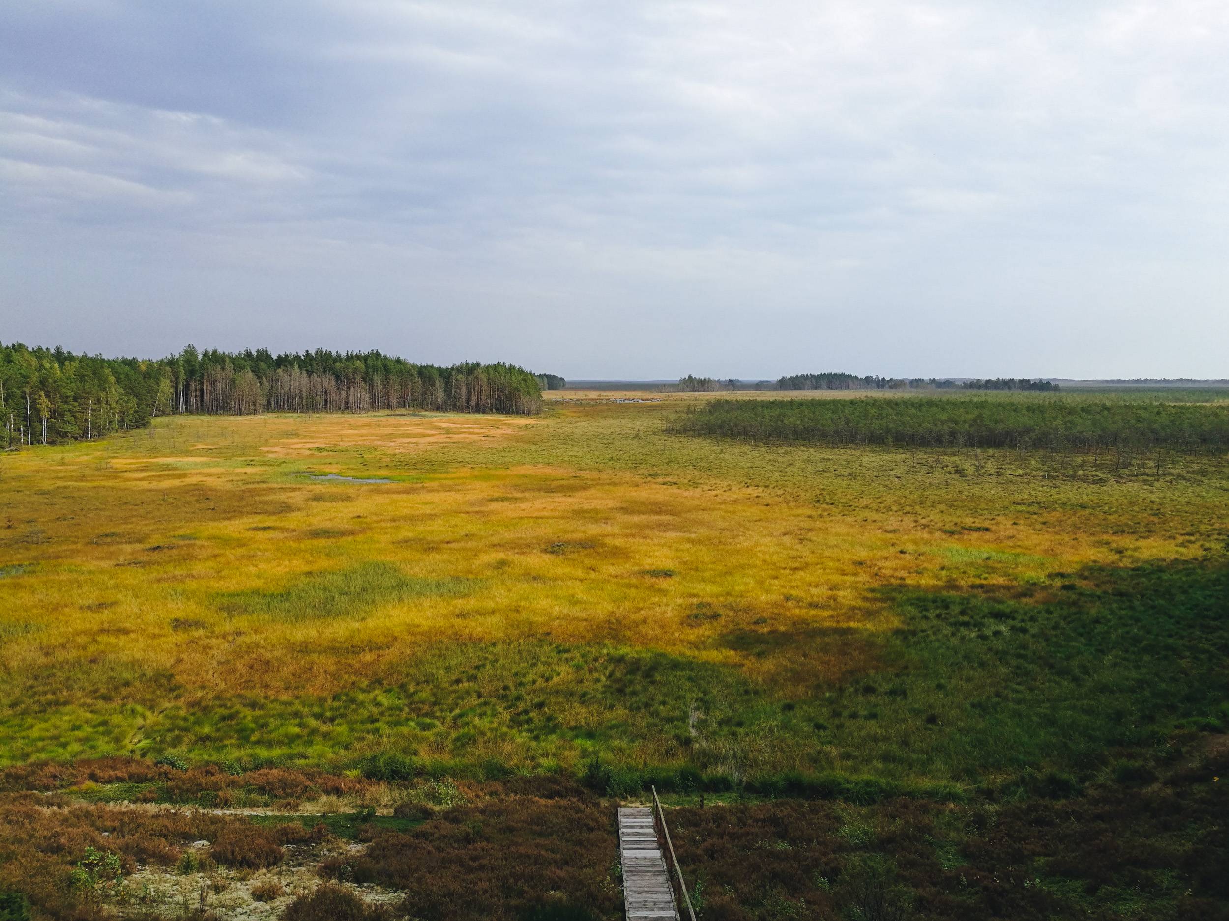 Čepkeliai Marsh from Viewpoint tower, Lithuania