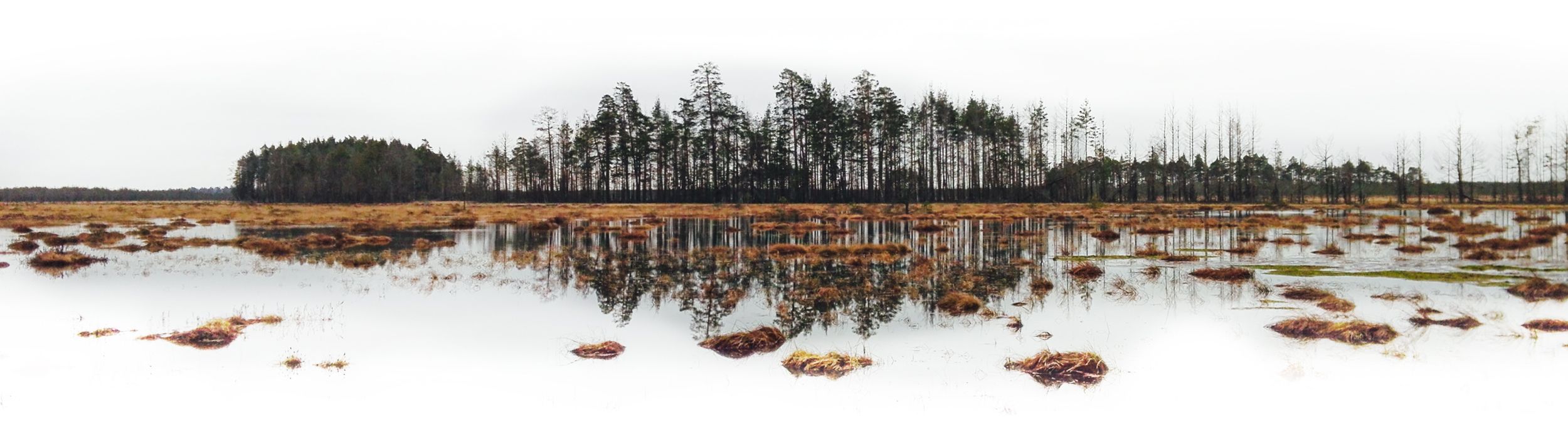 Čepkeliai marsh in early spring, Lithuania
