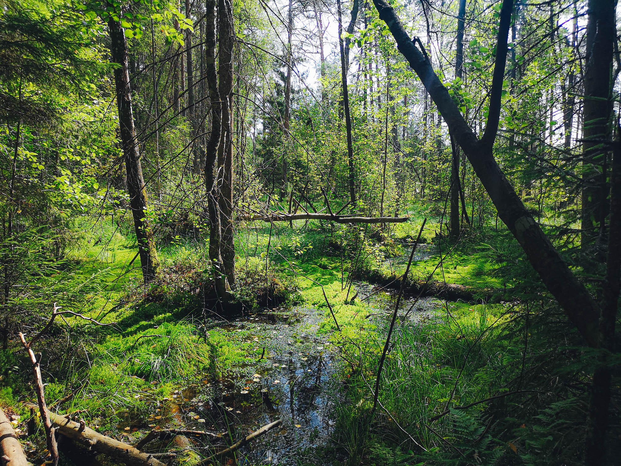 Swamp in Labanoras Forest, Lithuania