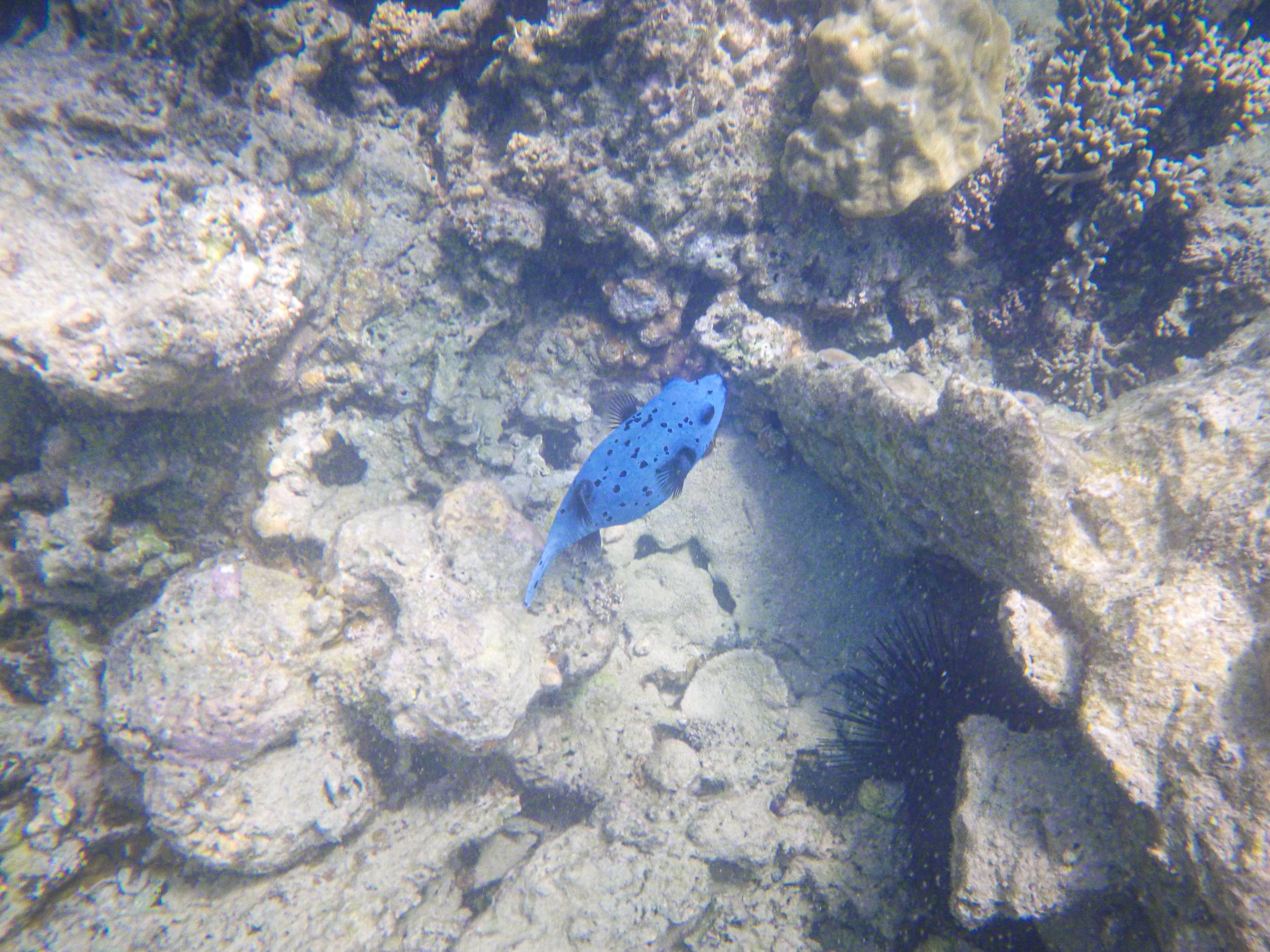 Blue Blackspotted Puffer in Black River mouth, Mauritius