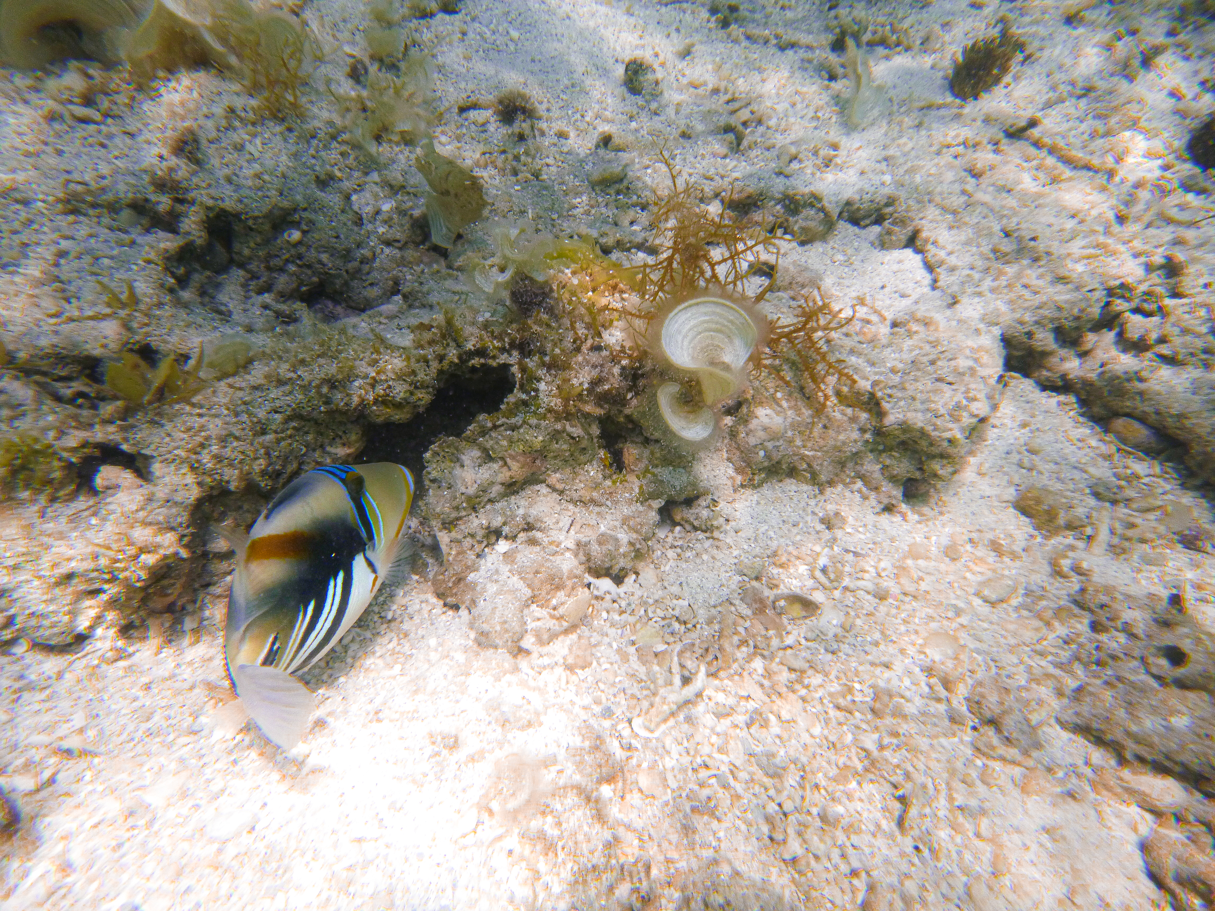 Lagoon Triggerfish by Ile aux Cerfs, Mauritius