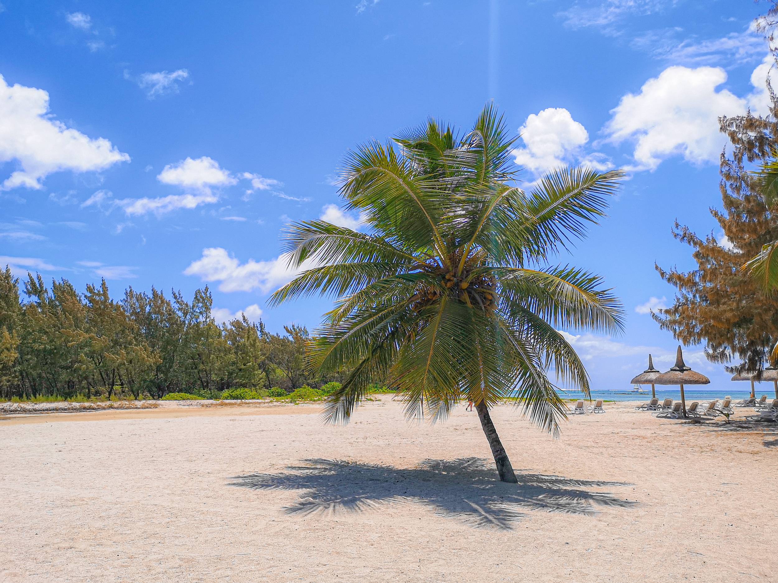 Palm in Ile aux Cerfs, Mauritius