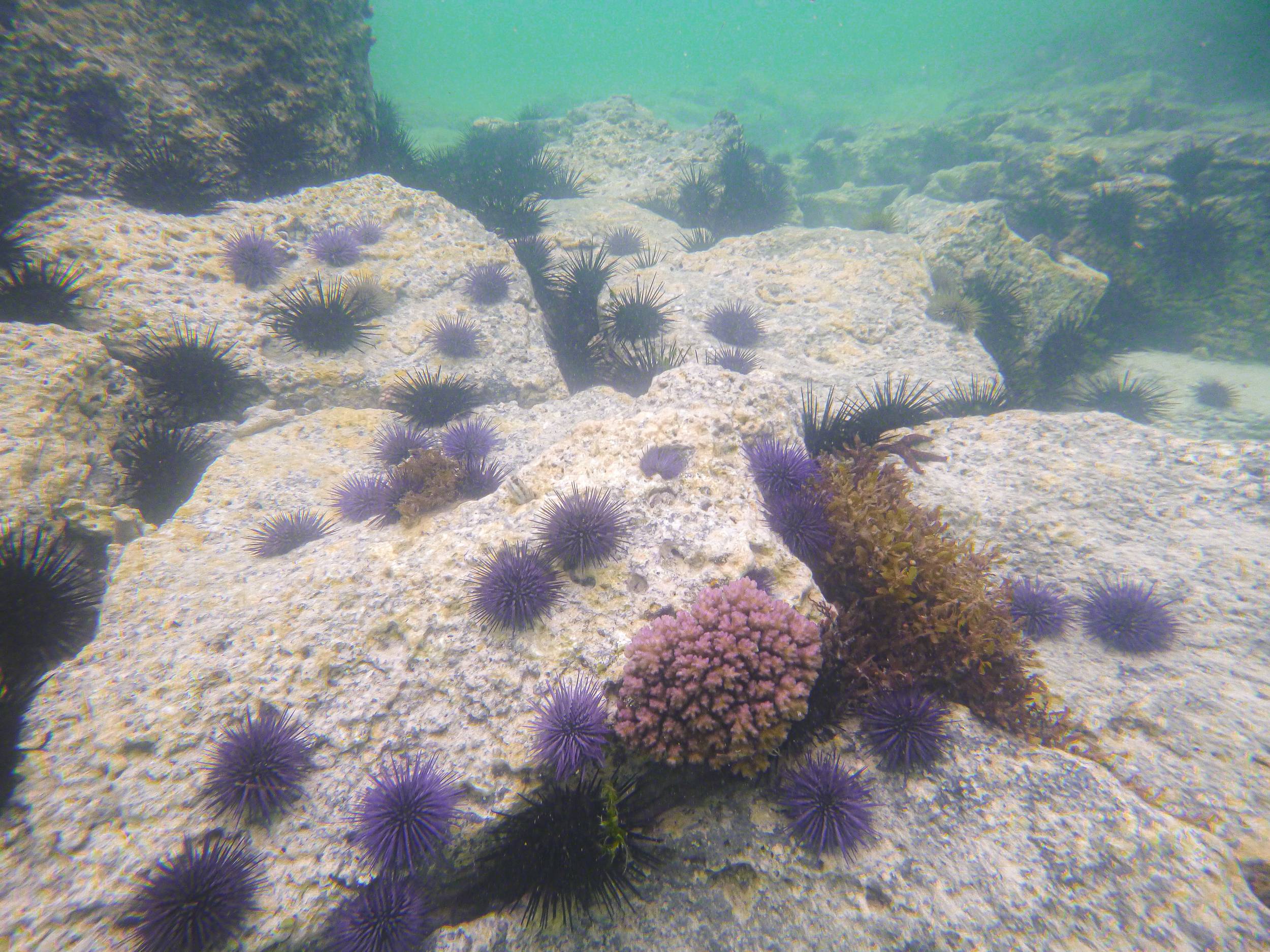 Sea urchins swarming beaches of Ile aux Cerfs, Mauritius.