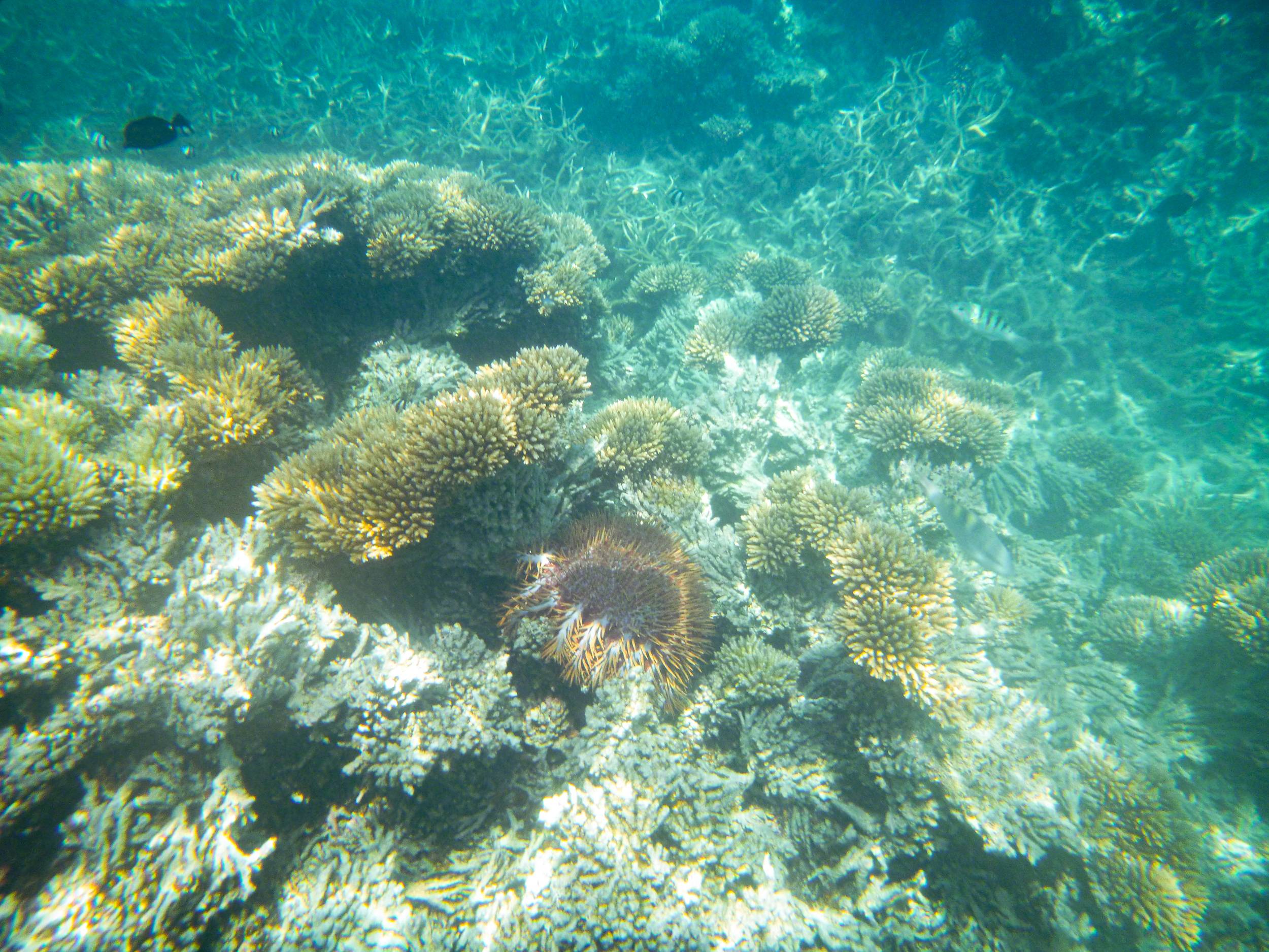 Crown-of-thorns starfish feasting on the remains of Blue Bay corals, Mauritius