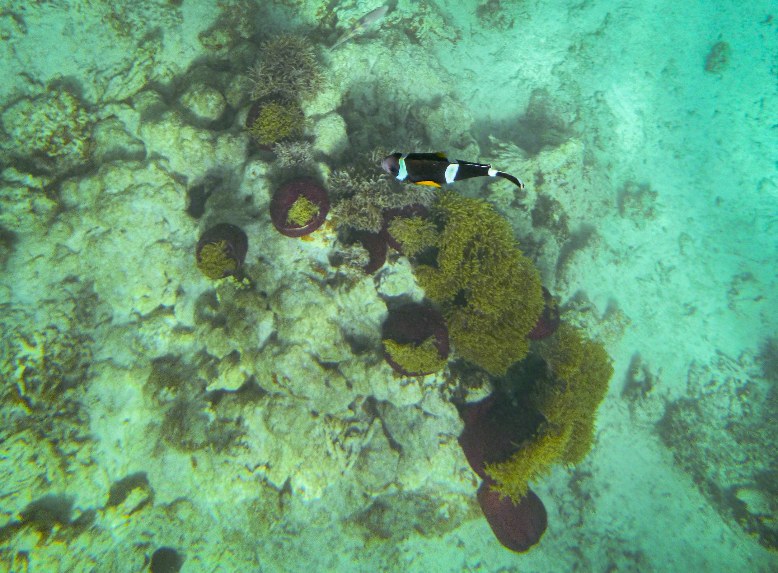 Mauritian Clownfish in Mahebourg Coral Reef, Mauritius