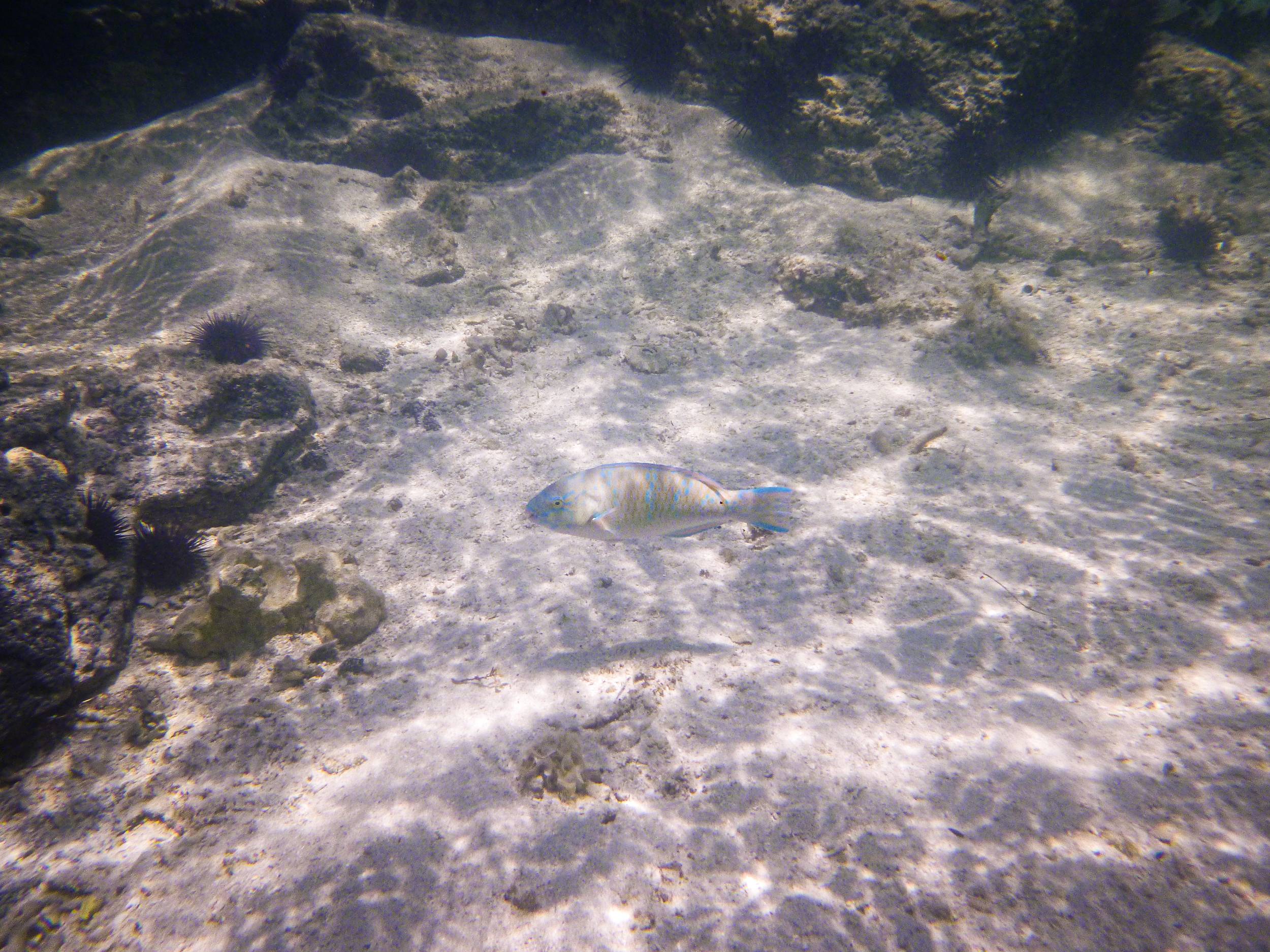 Parrotfish in Ile aux Cerfs, Mauritius