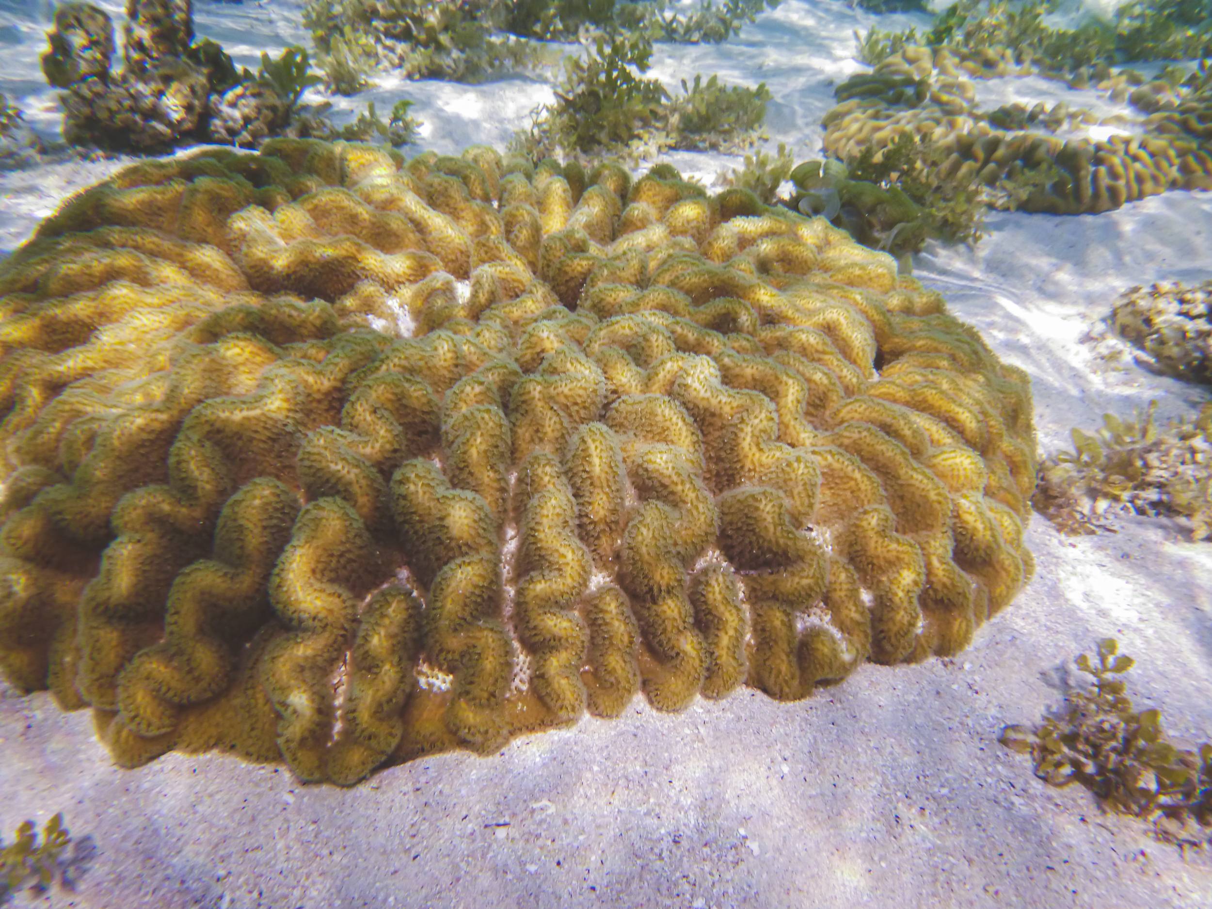 Brain Coral in Palmar Beach, Mauritius
