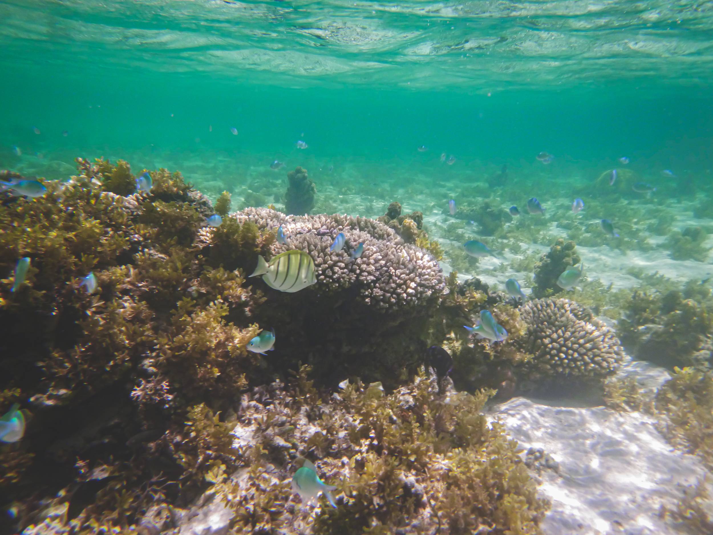 Various fishes in Palmar Beach, Mauritius
