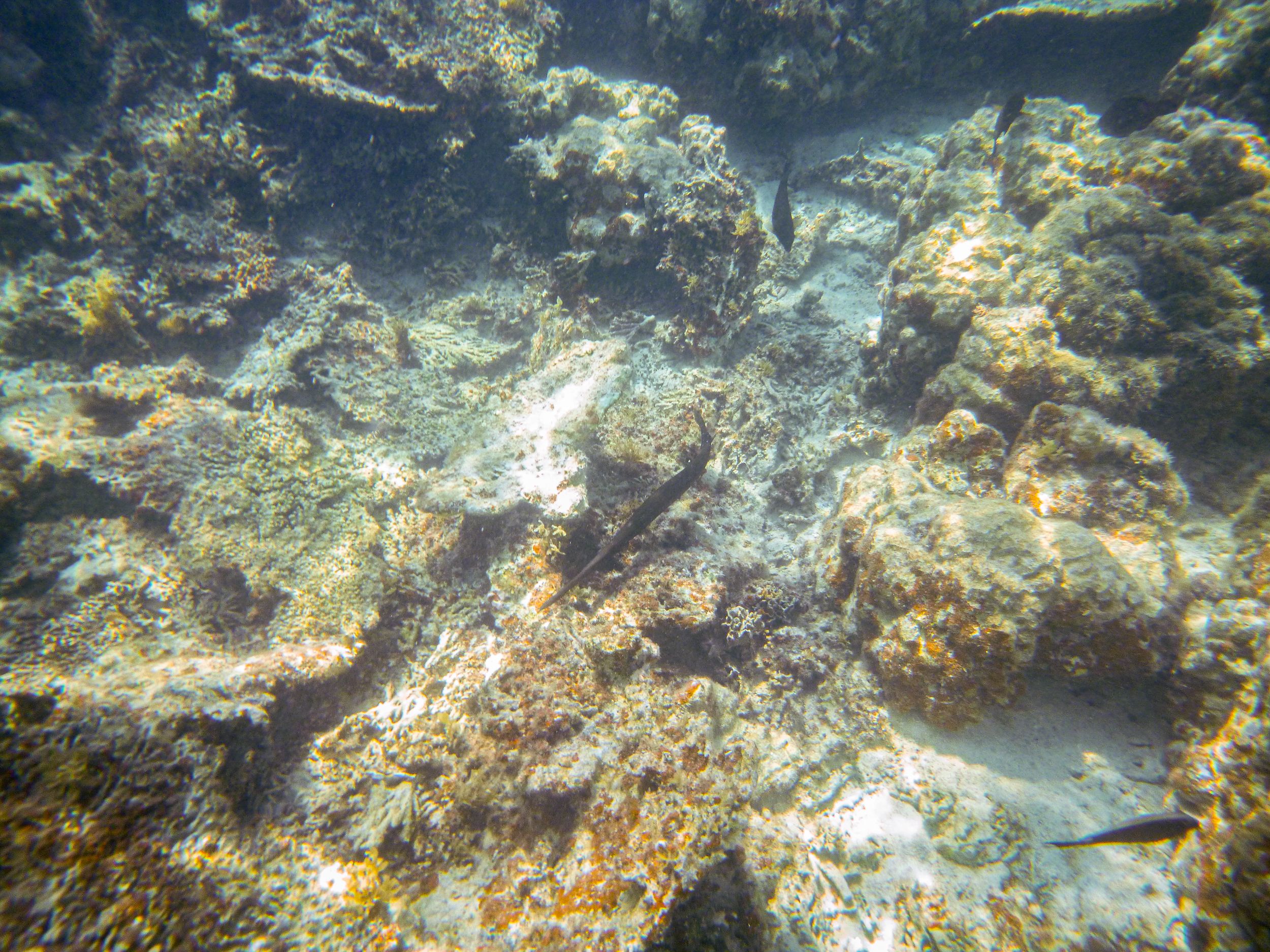 Trumpetfish in Mahebourg Coral Reef, Mauritius