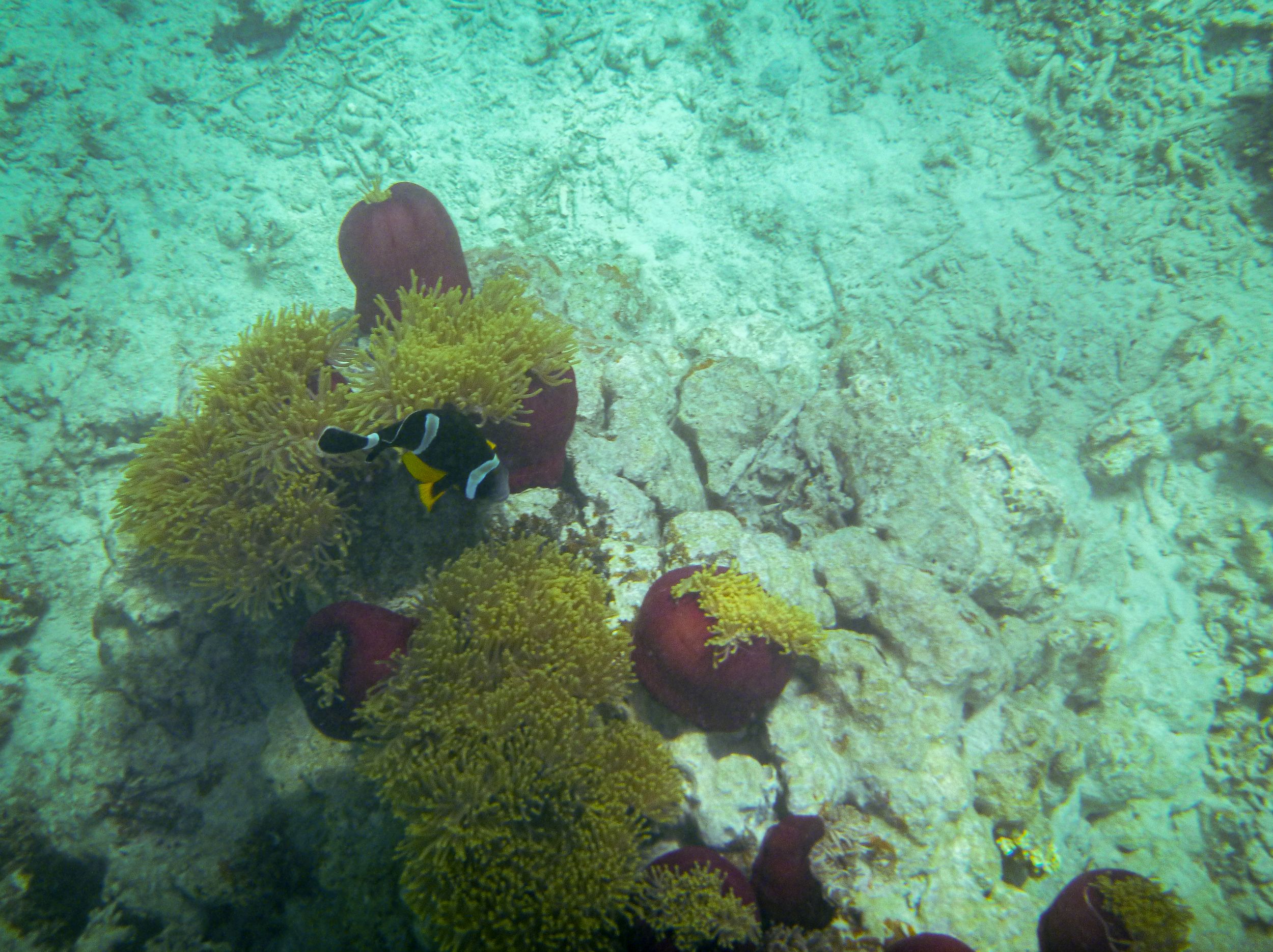 The rare Mauritian Clownfish, Mahebourg