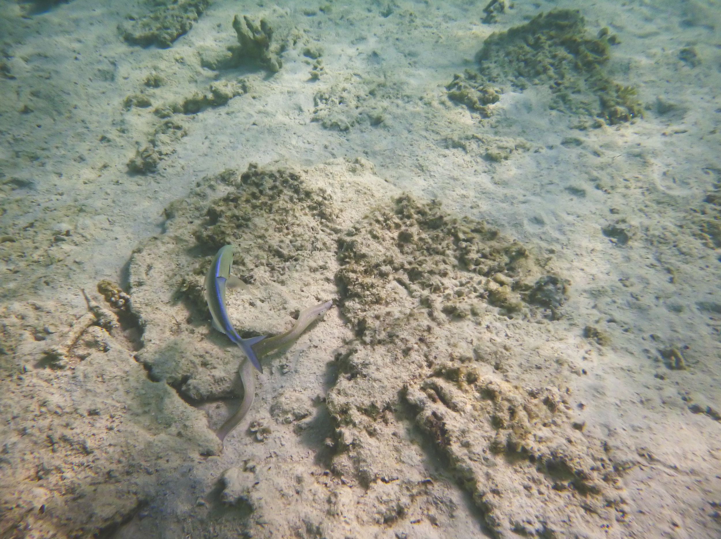 Moray Eel and unidentified fish hunting together in Blue Bay, Mauritius