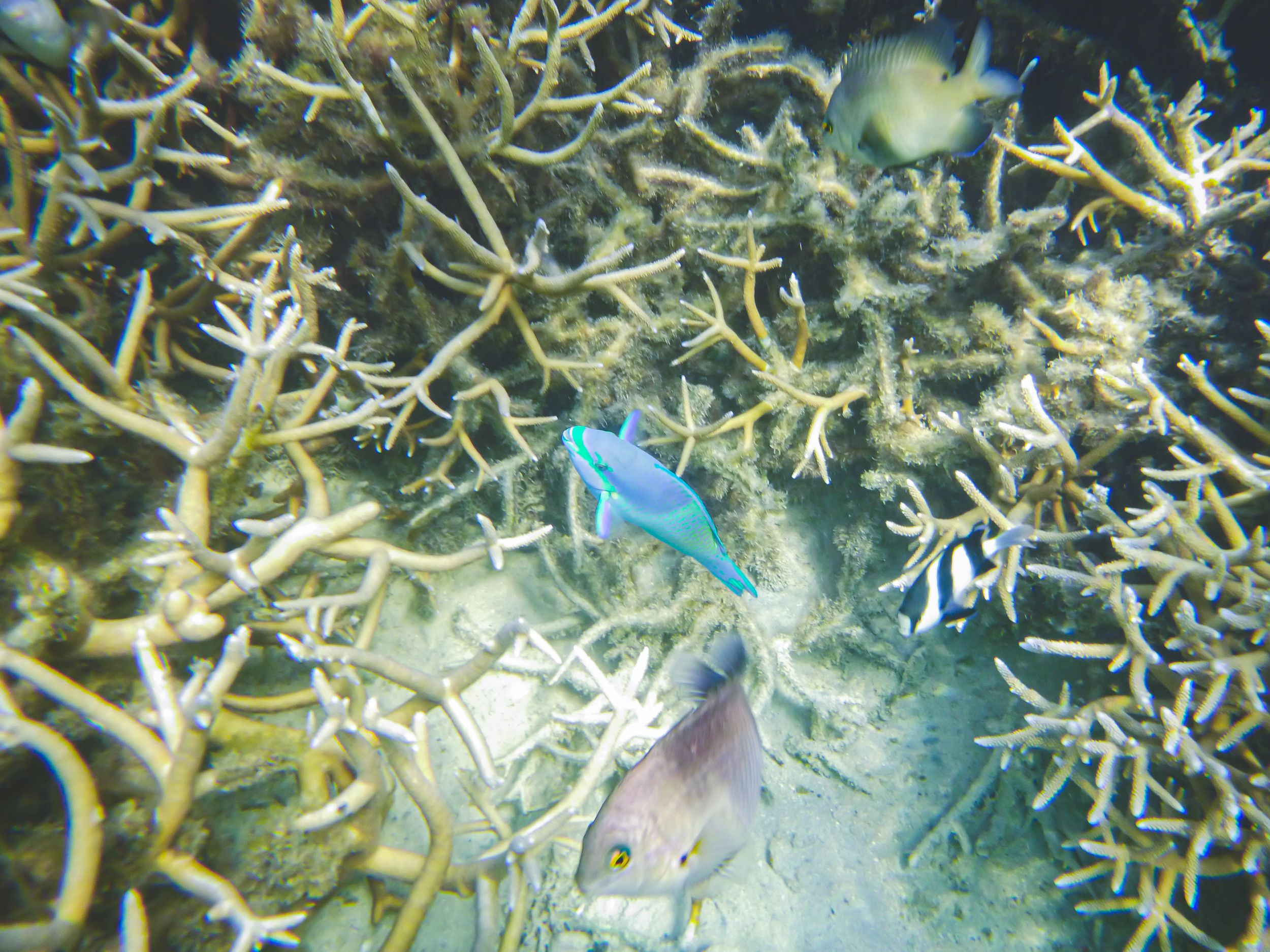Bridled Parrotfish and Dusky Farmerfish in Blue Bay, Mauritius