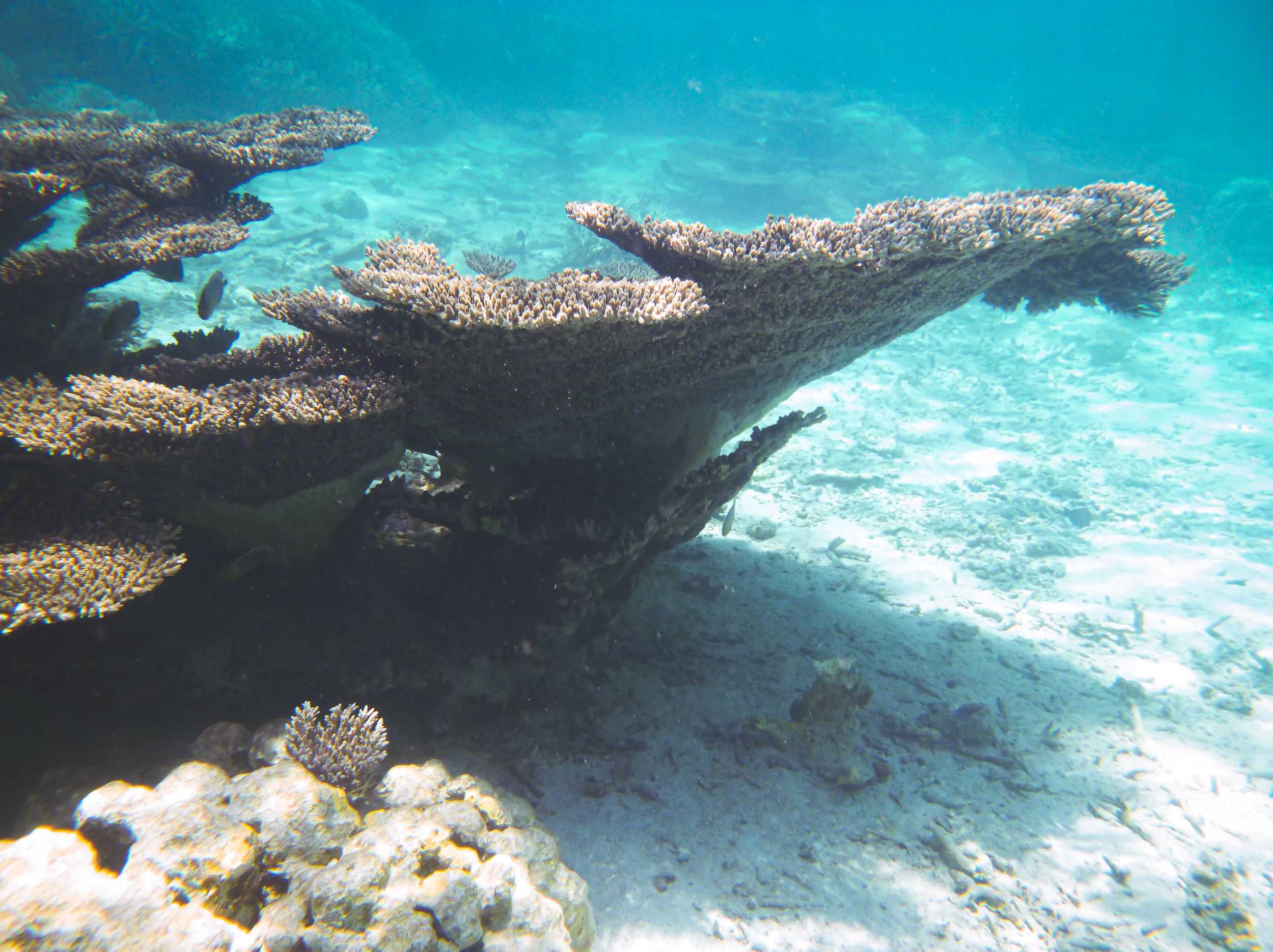 Table coral in Blue Bay, Mauritius