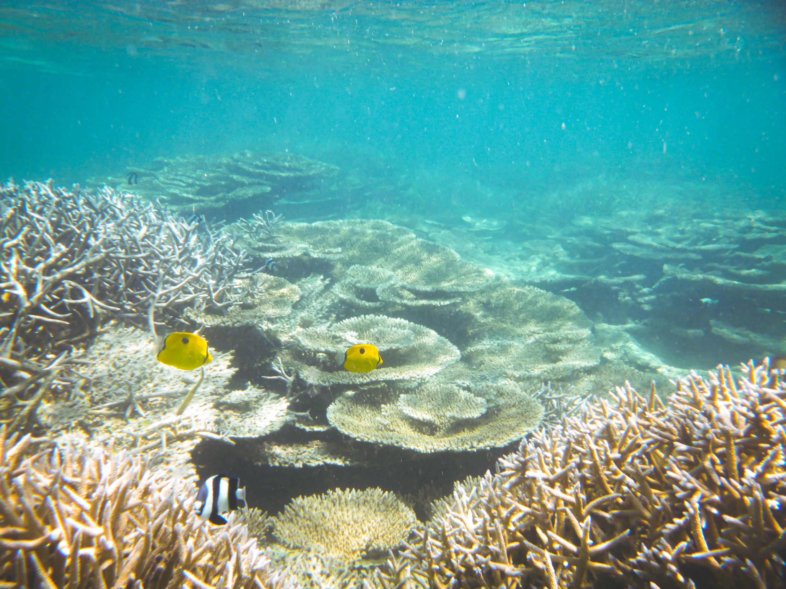 Teardrop Butterflyfishes in Blue Bay coral reef, Mauritius