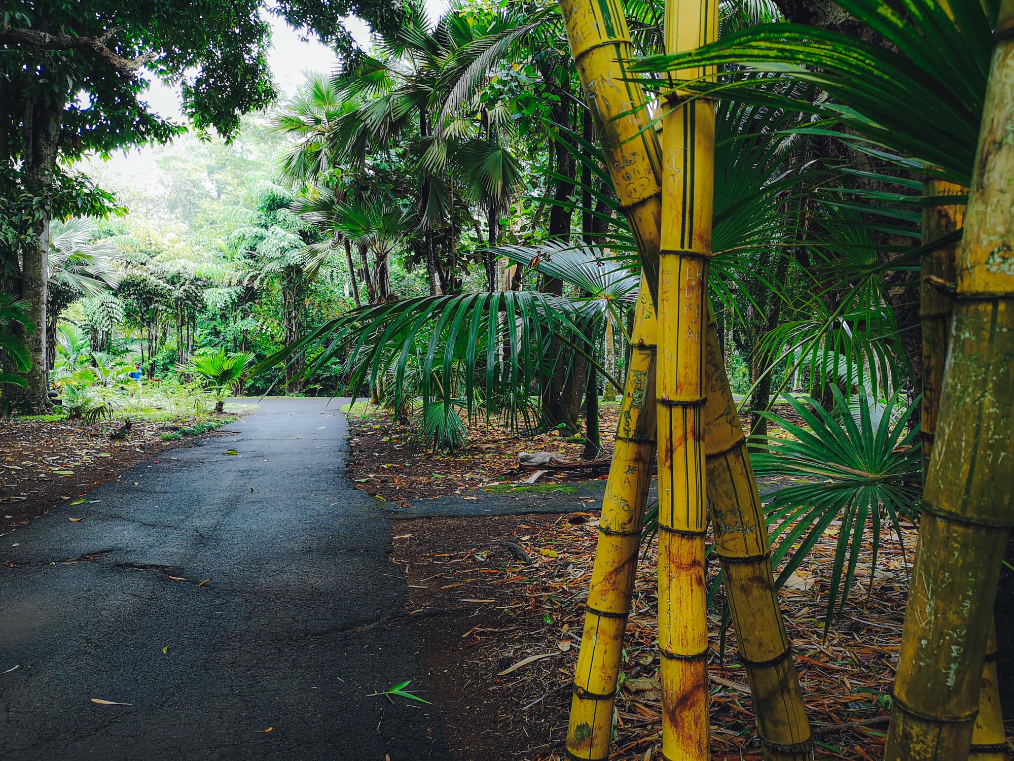 Sir Seewoosagur Ramgoolam Botanical Garden