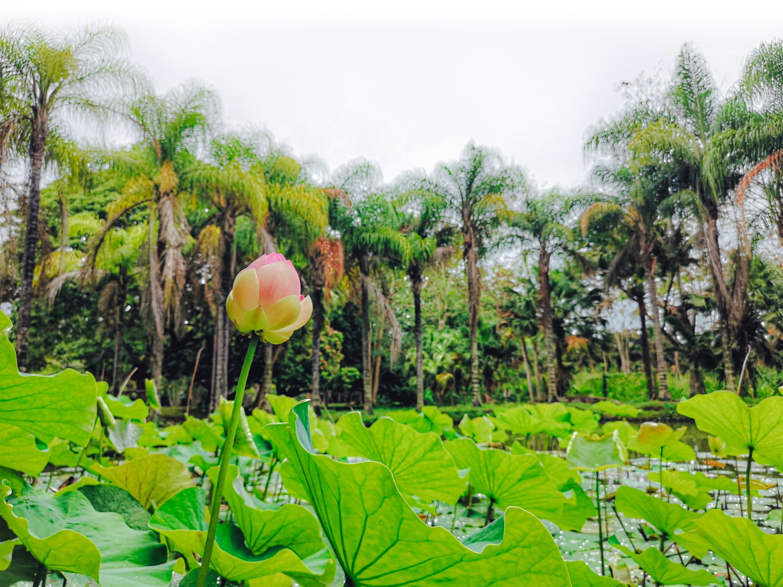 Water lilies in Mauritius botanical garden