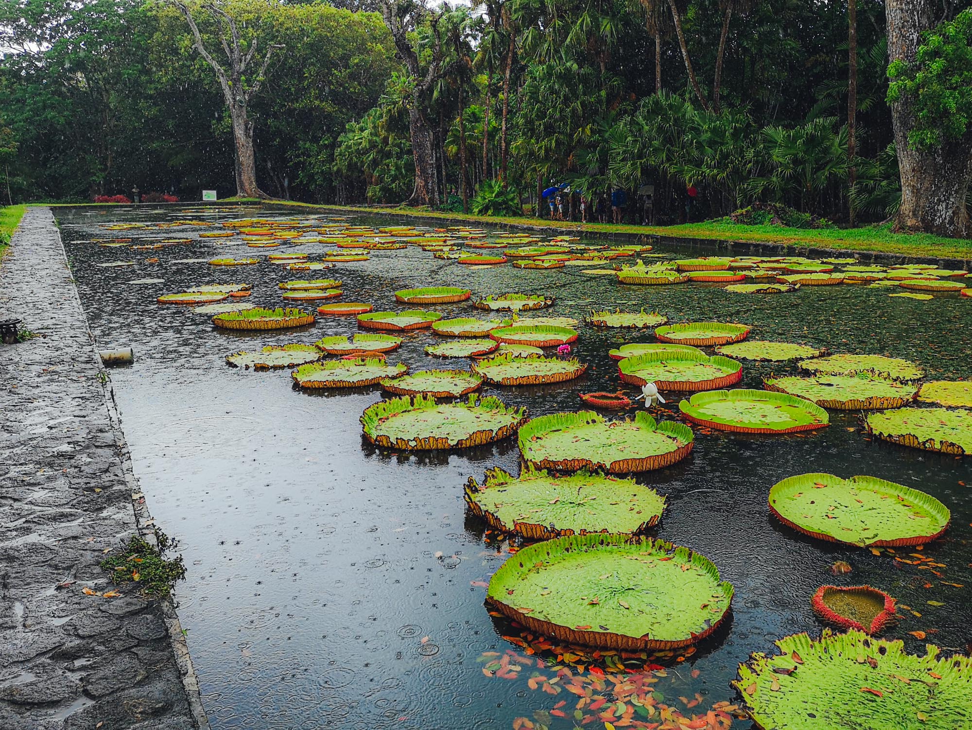 Water lily pond in Mauritius botanical garden