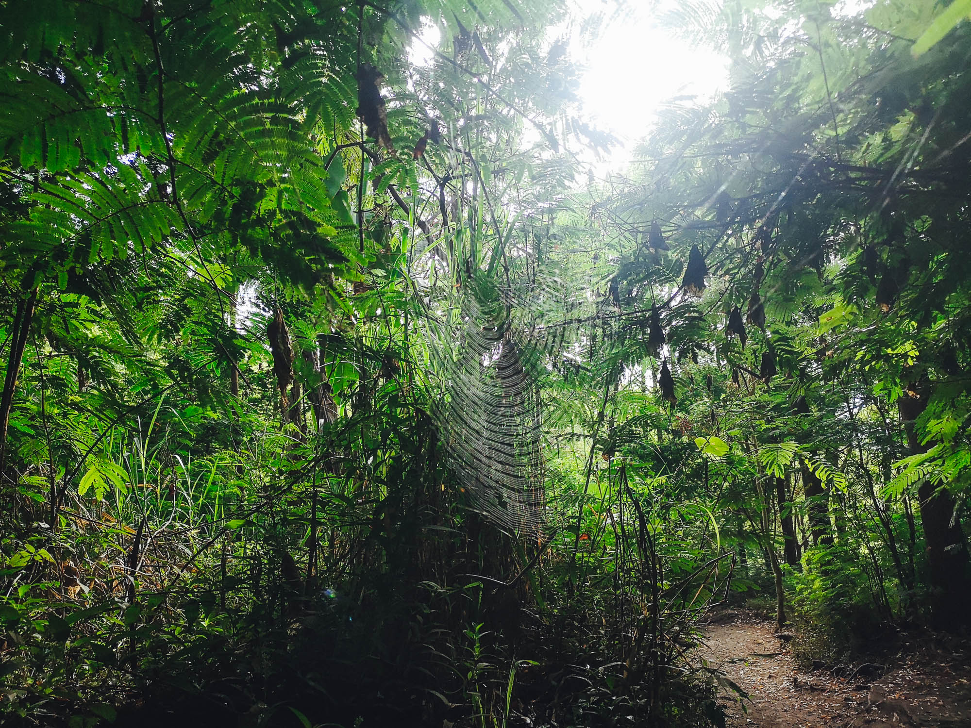 Jungle by Mount Batur, Bali