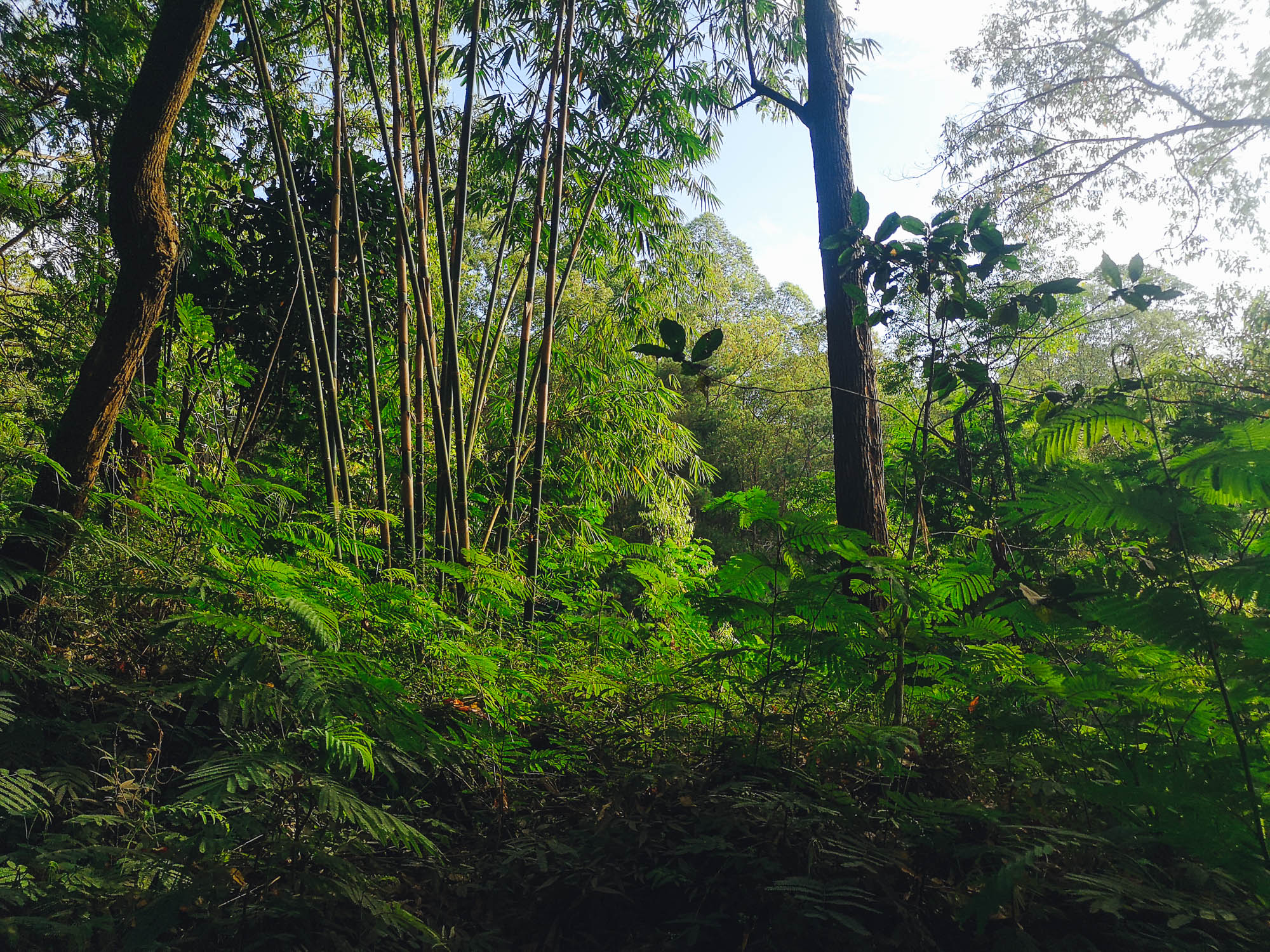 Jungle by Mount Batur, Bali