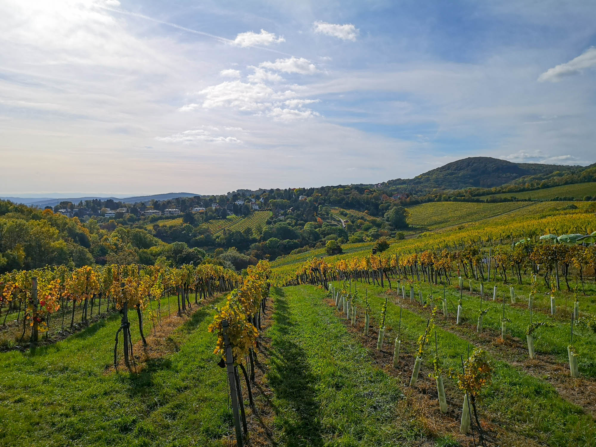Vienna vineyards in autumn, Austria