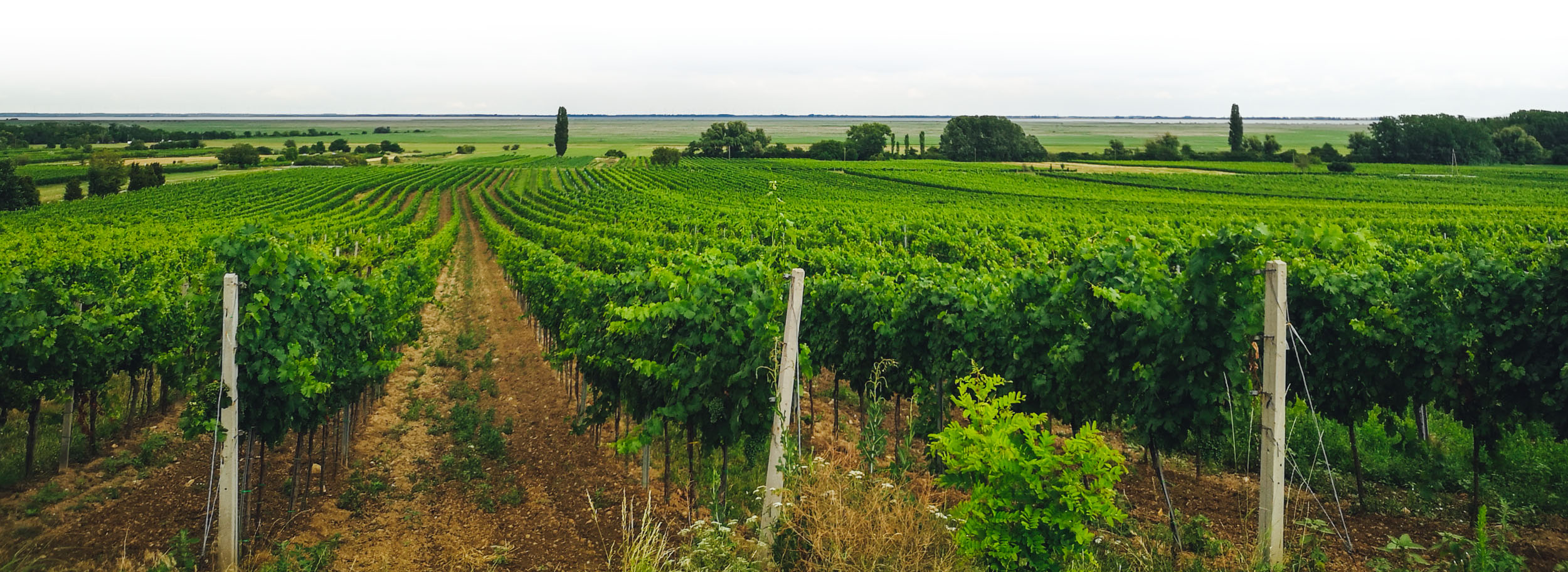 Vineyards of Burgenland, Austria