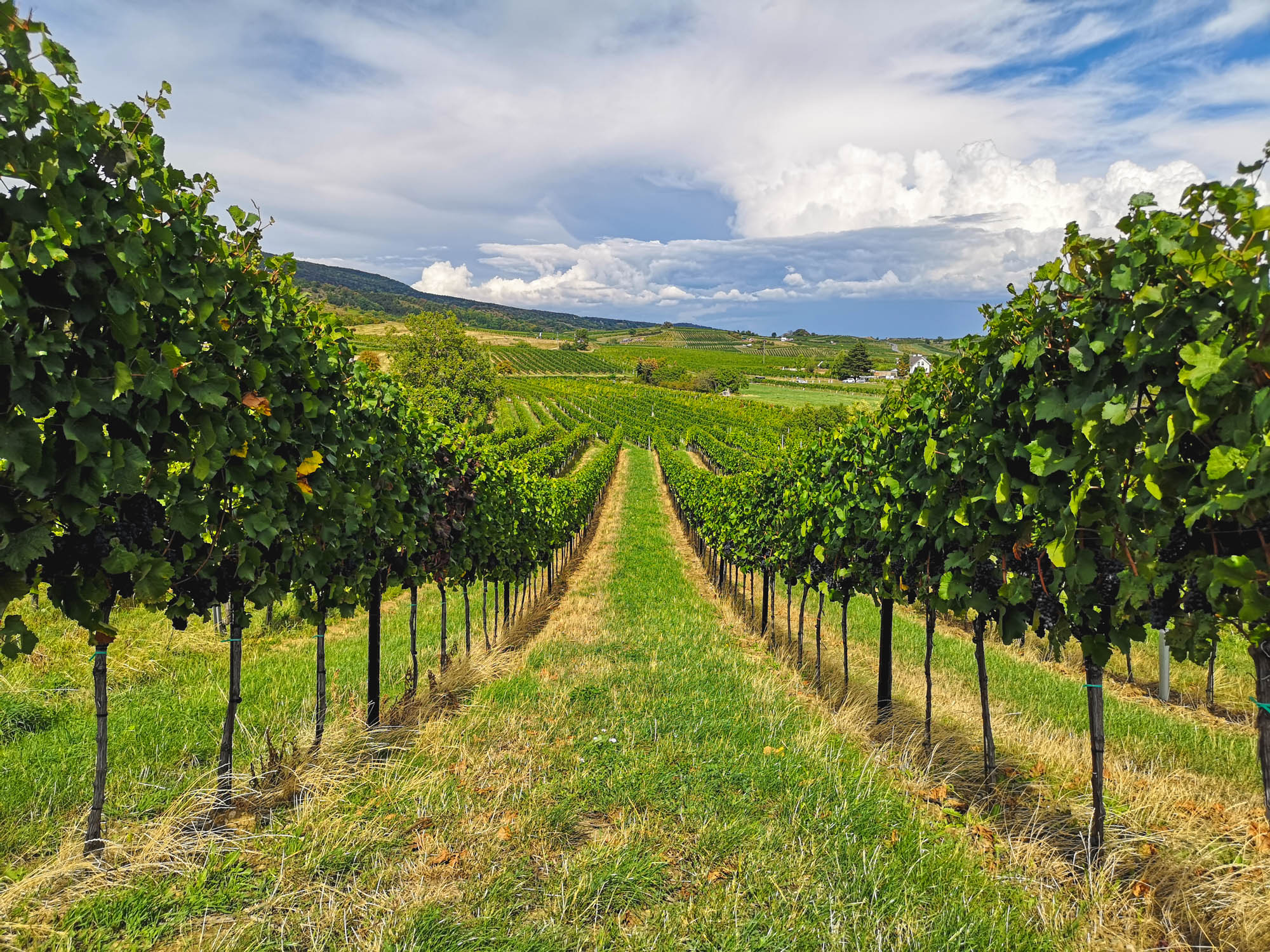 Thermeregion vineyards, Lower Austria
