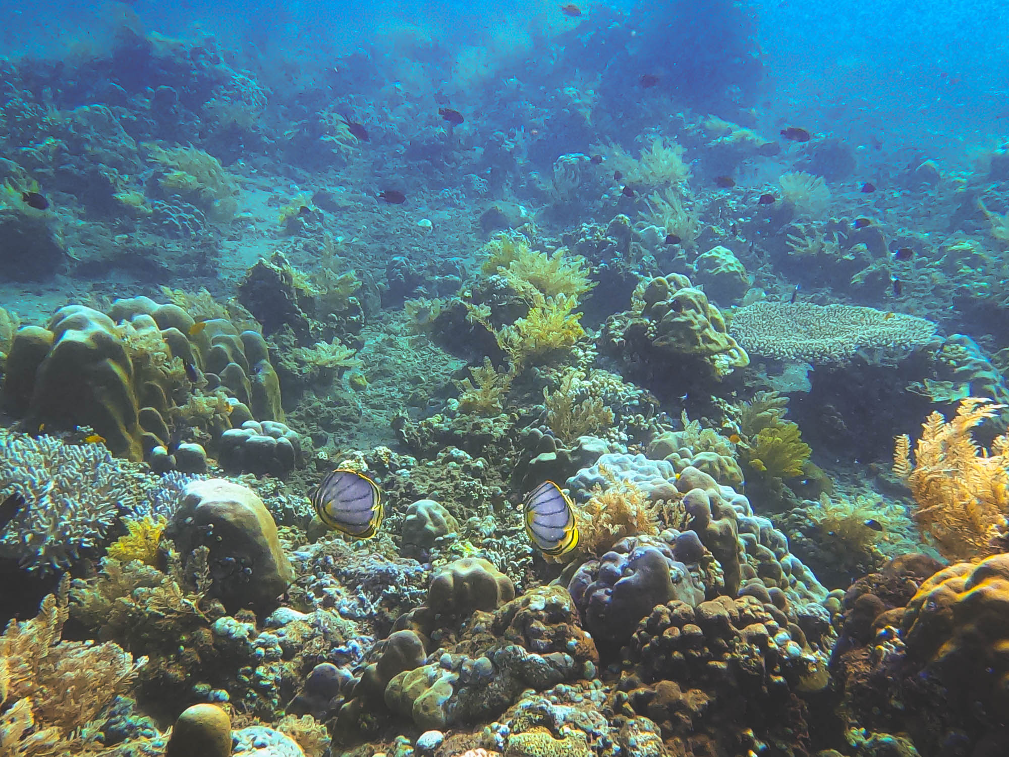 Scrawled butterflyfishes in Bunutan Beach, Amed, Bali 2022