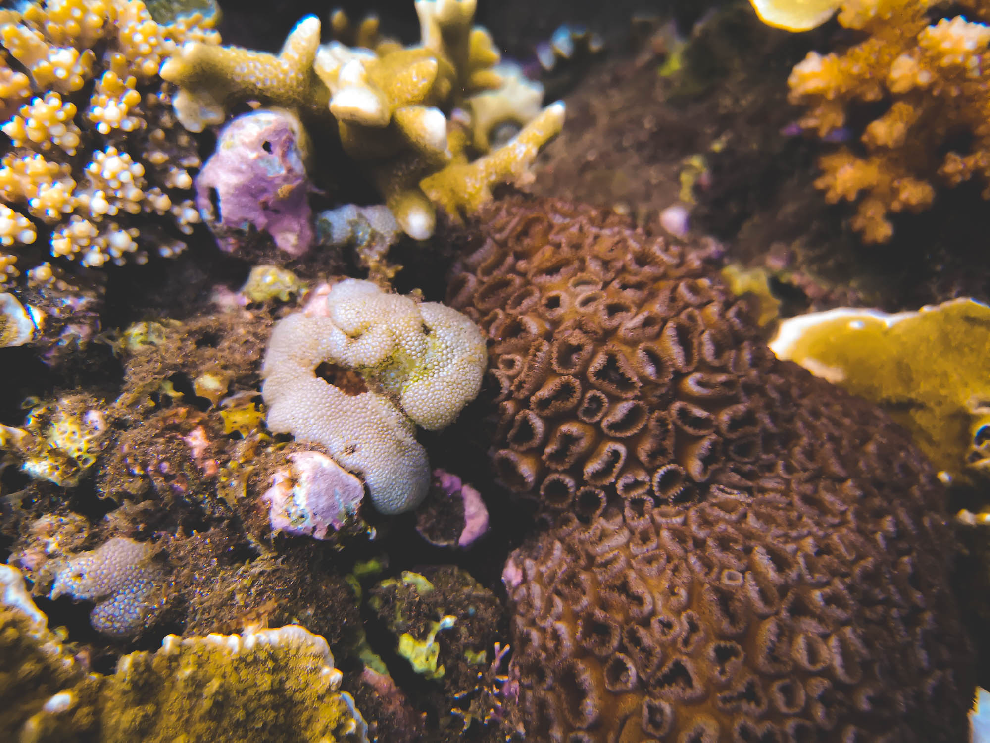 Closeup corals in Bunutan Beach, Amed, Bali 2022