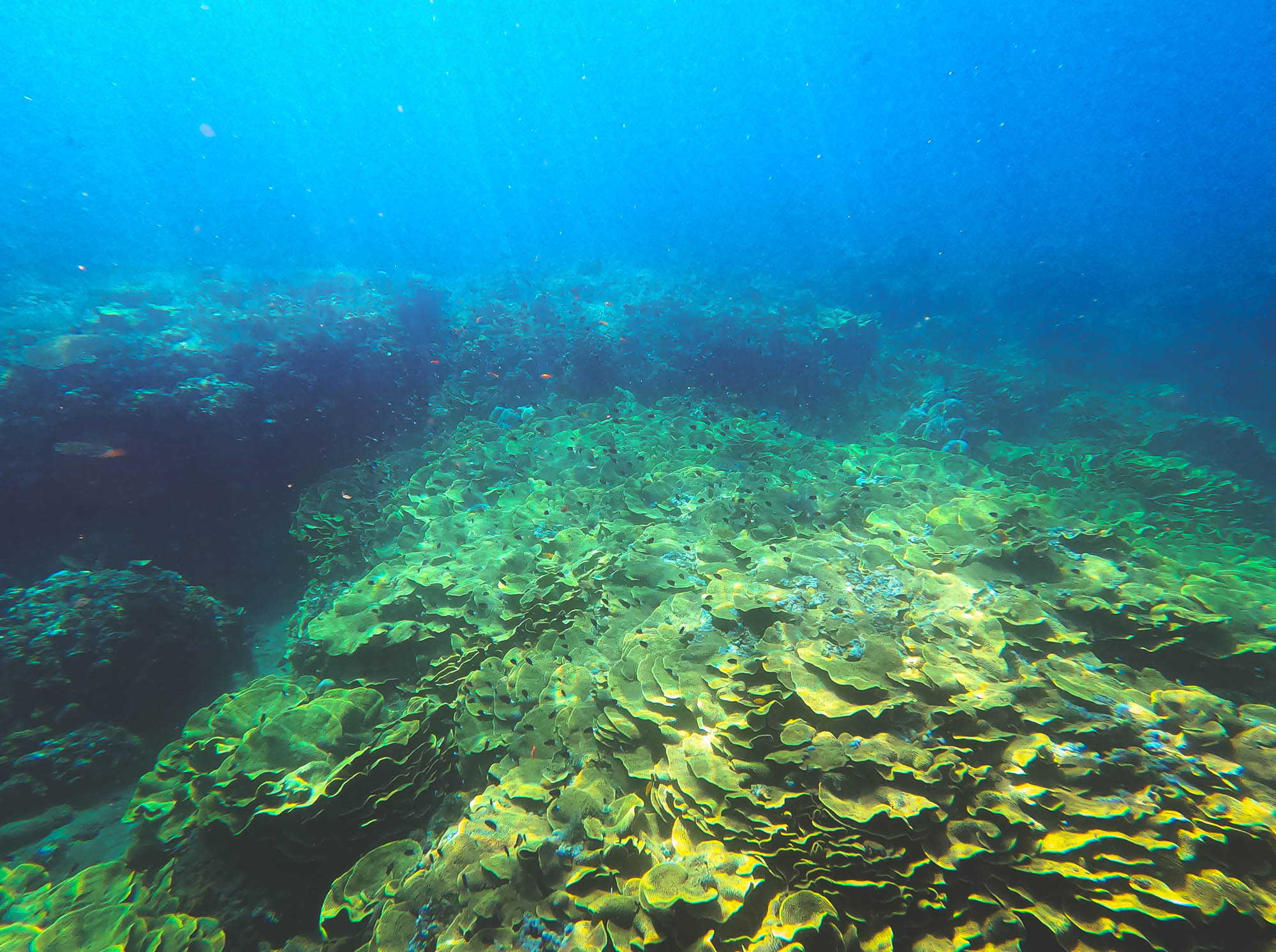 Corals in Amed beach, Bali