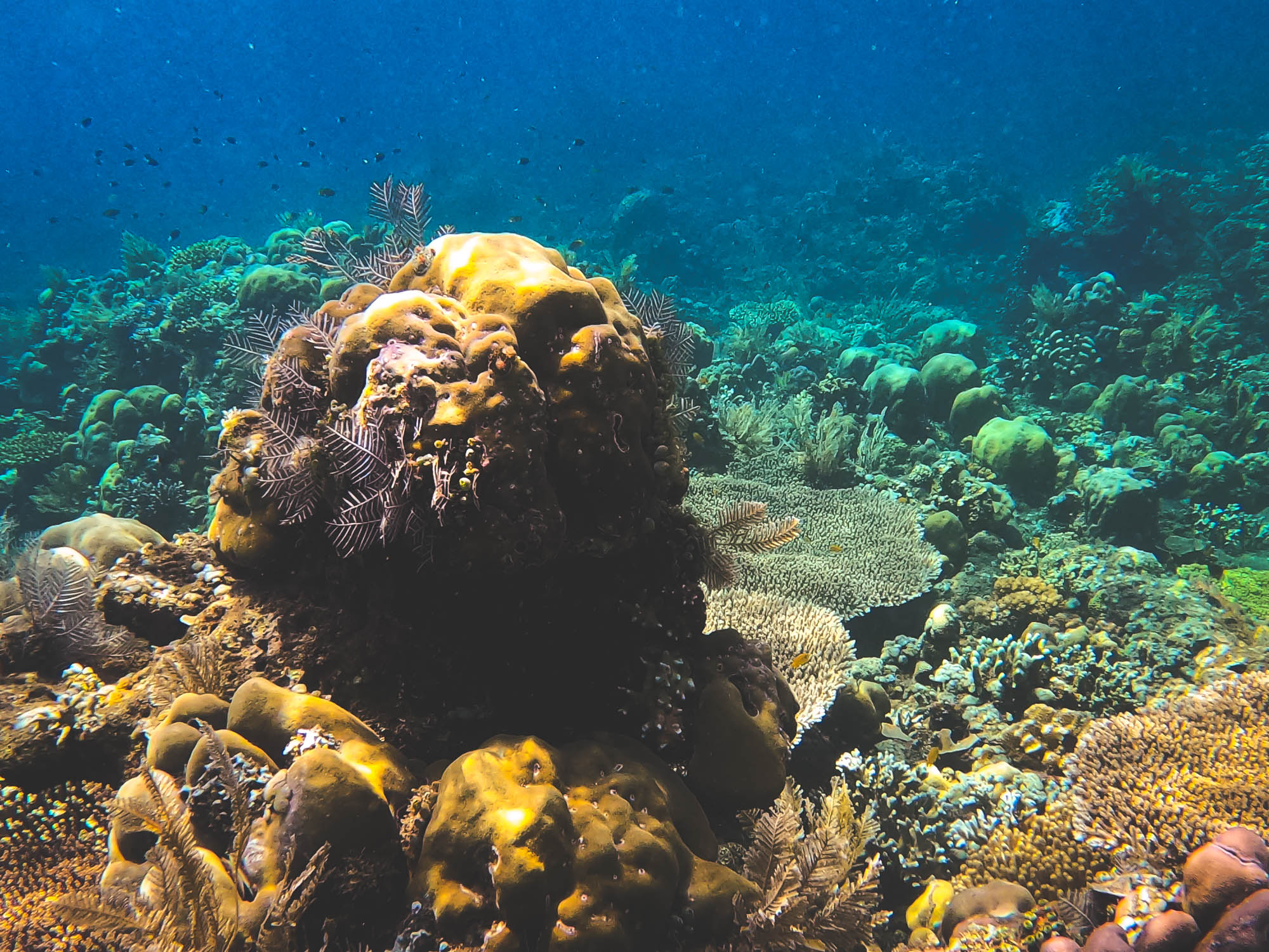 Pen & other corals in Bunutan Beach, Amed, Bali 2022