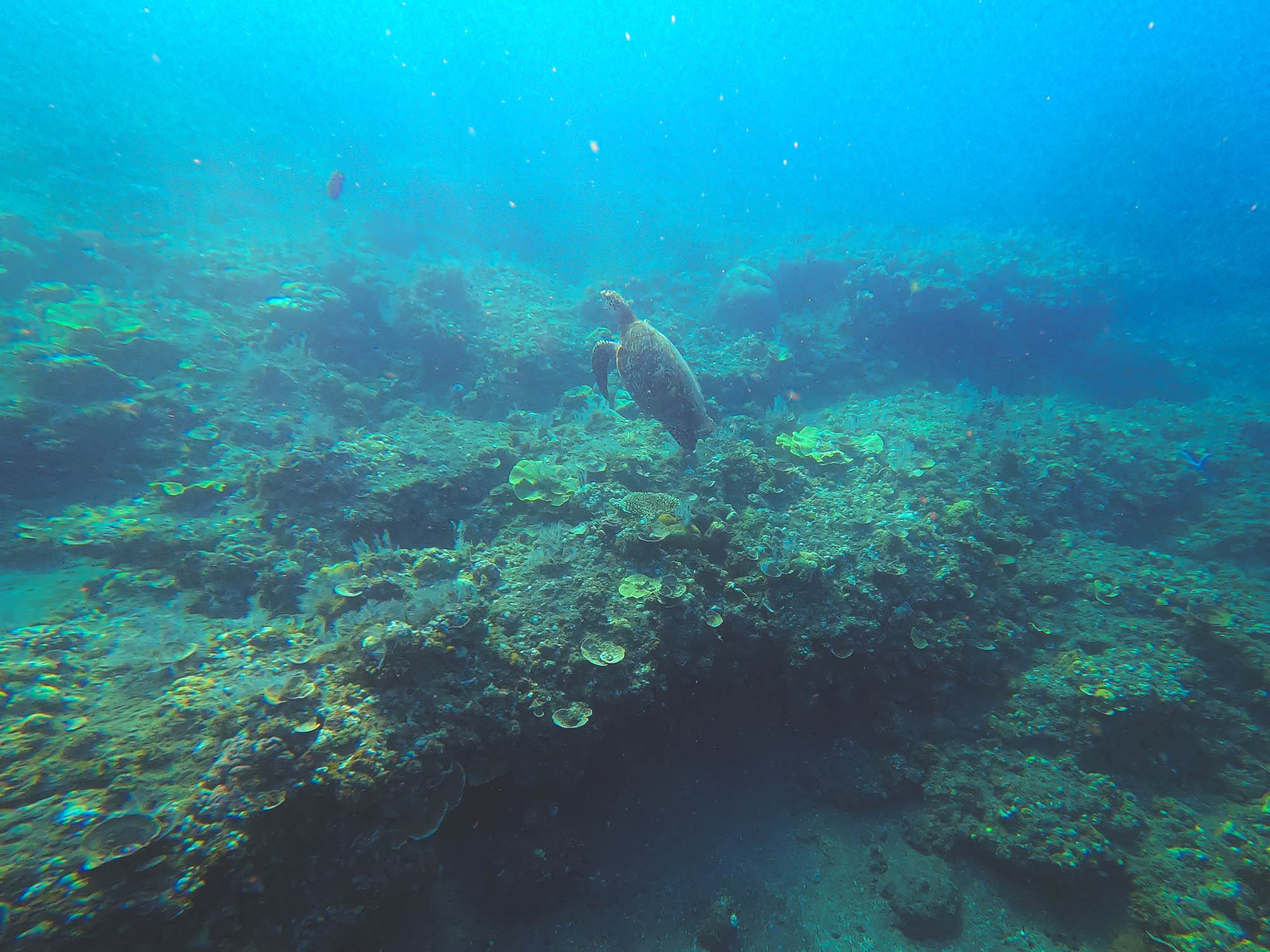 Hawksbill sea turtle in Amed beach, Bali 3