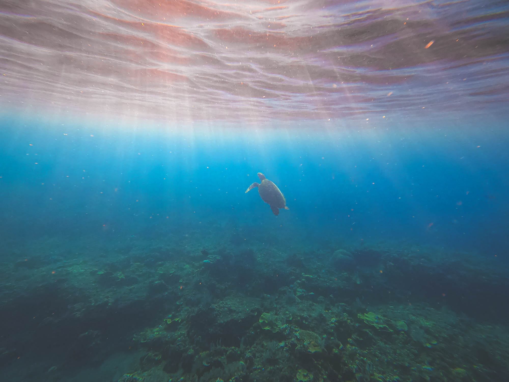 Hawksbill sea turtle in Amed beach, Bali