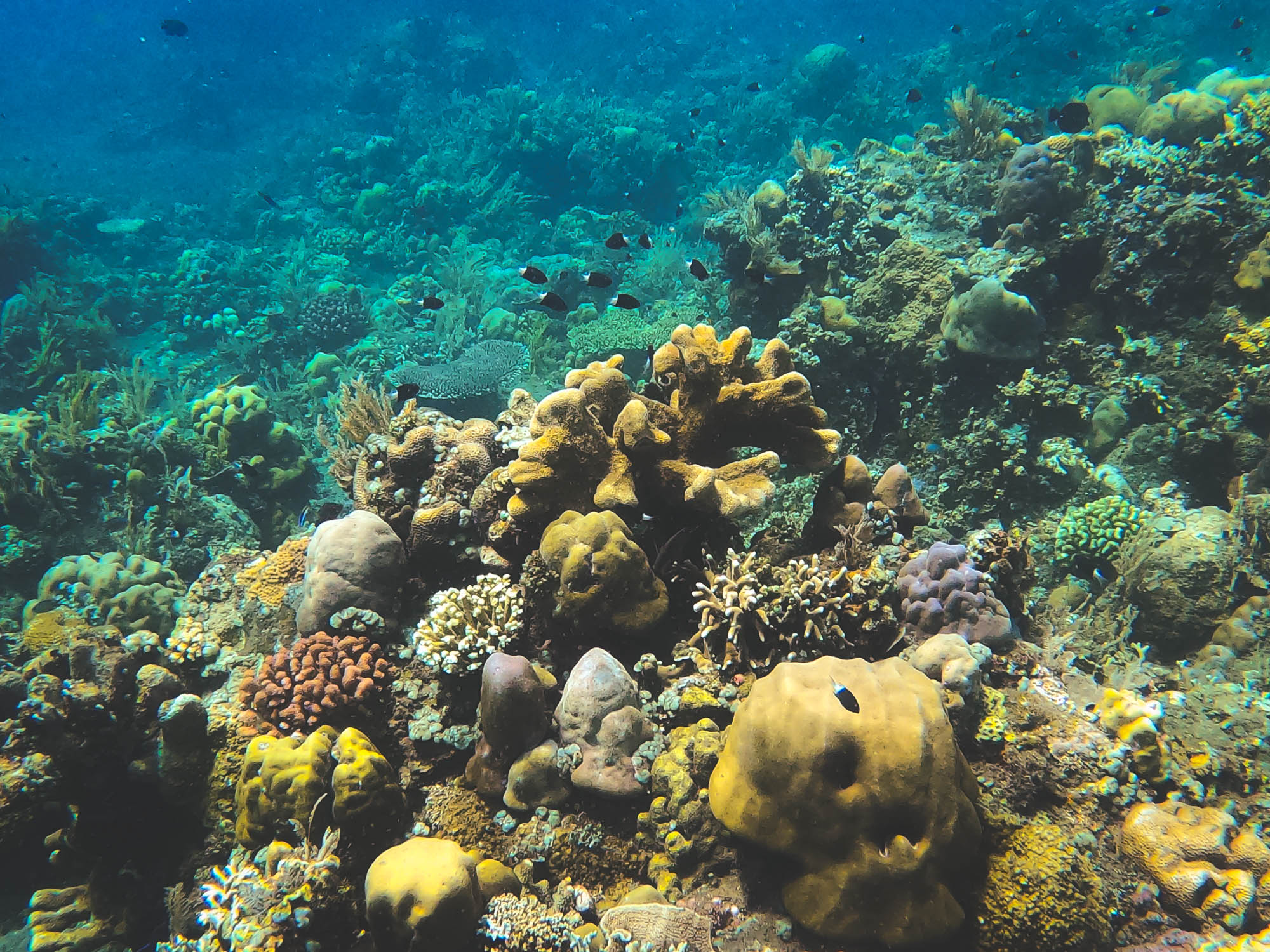 Healthy corals in Banutan Beach, Amed, Bali