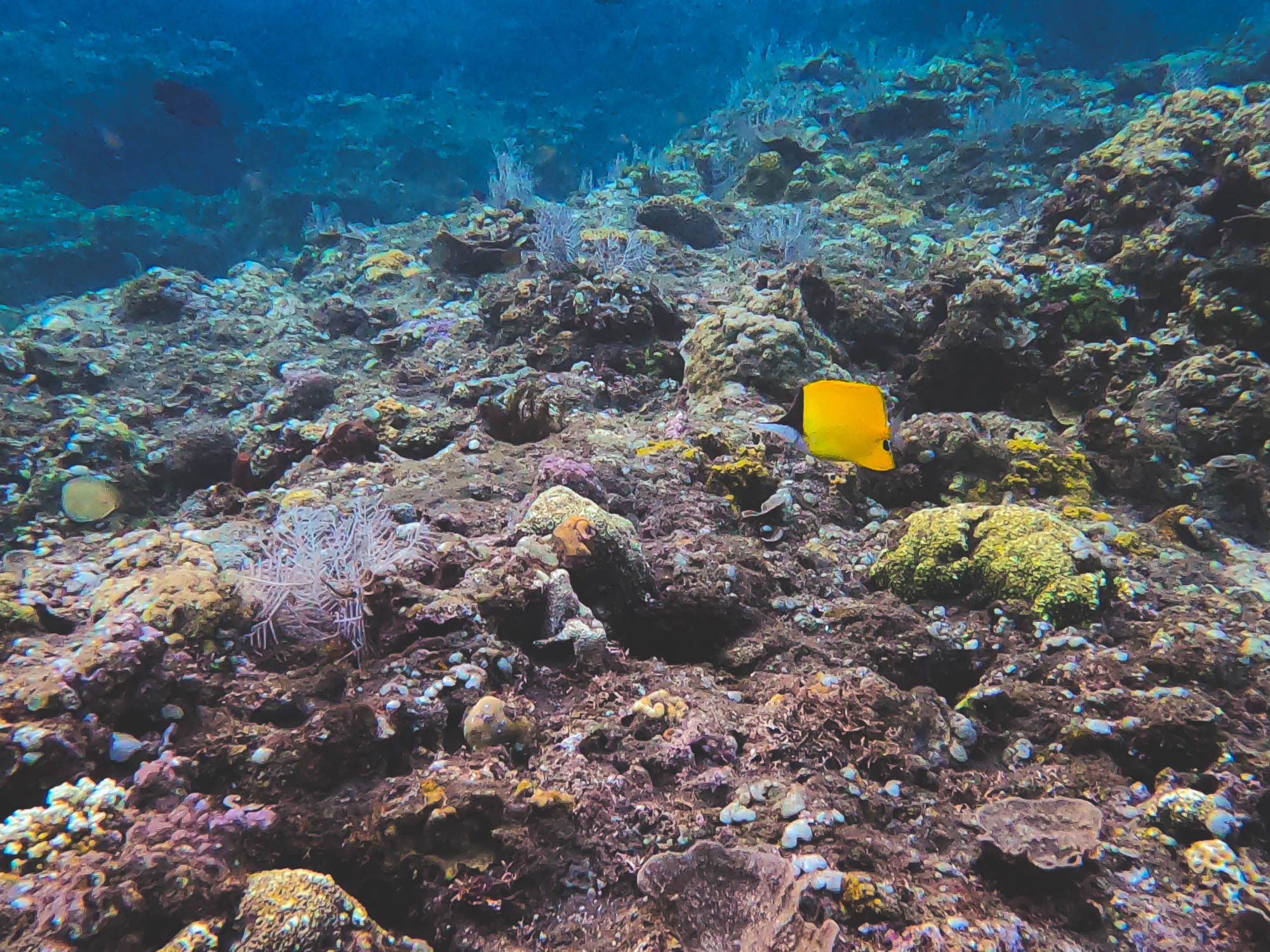 Longnose Butterflyfish in Amed Beach, Bali