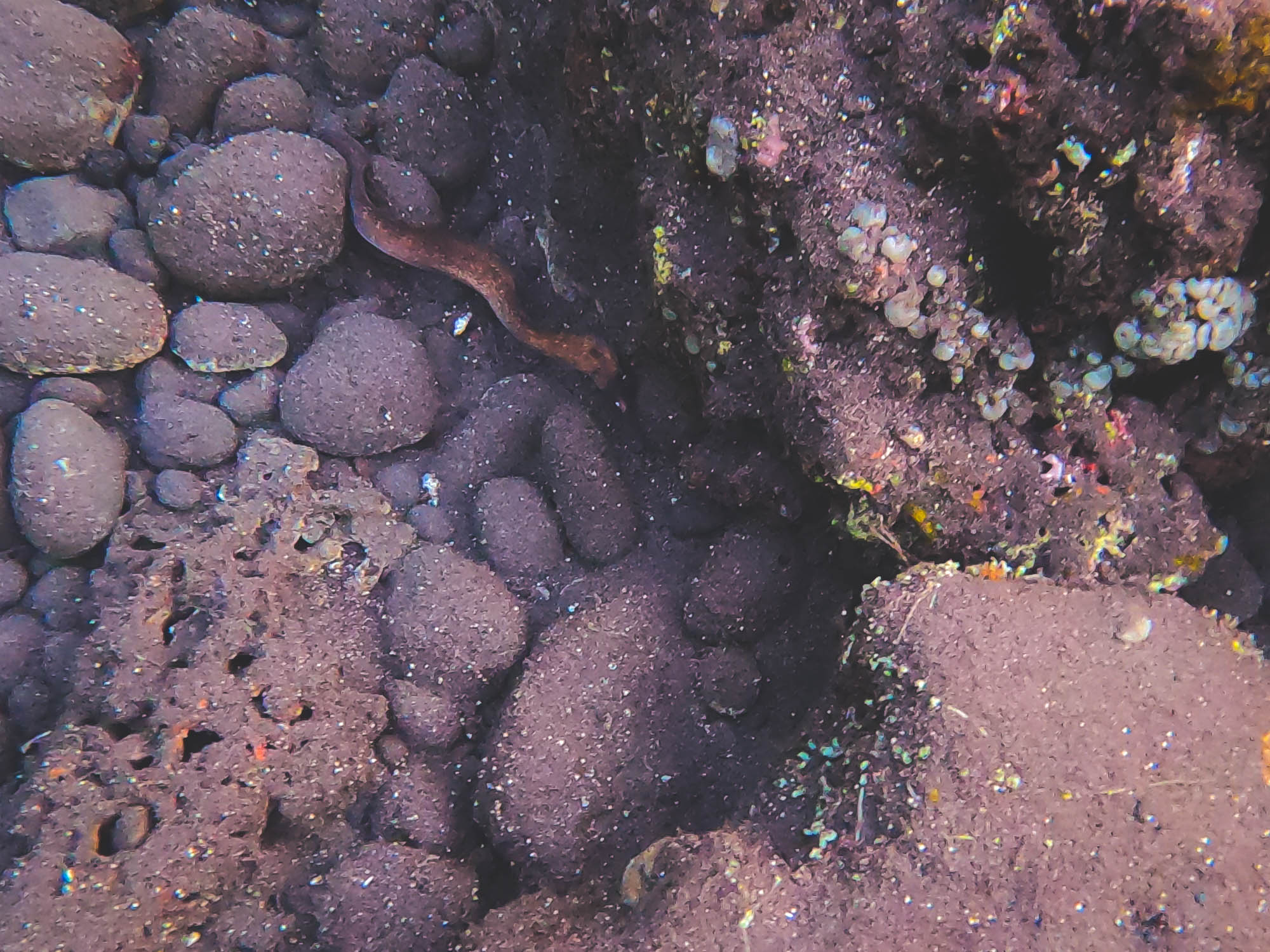 Moray Eel in Amed beach, Bali
