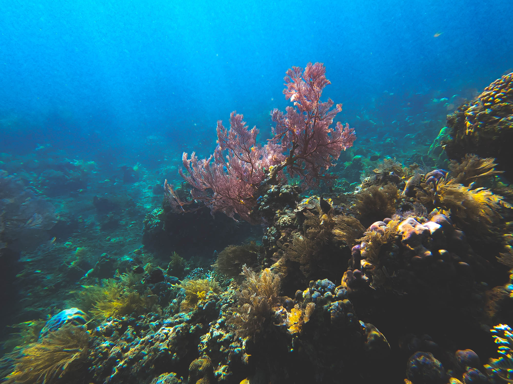 Red coral sea fan in Banutan Beach, Amed, Bali