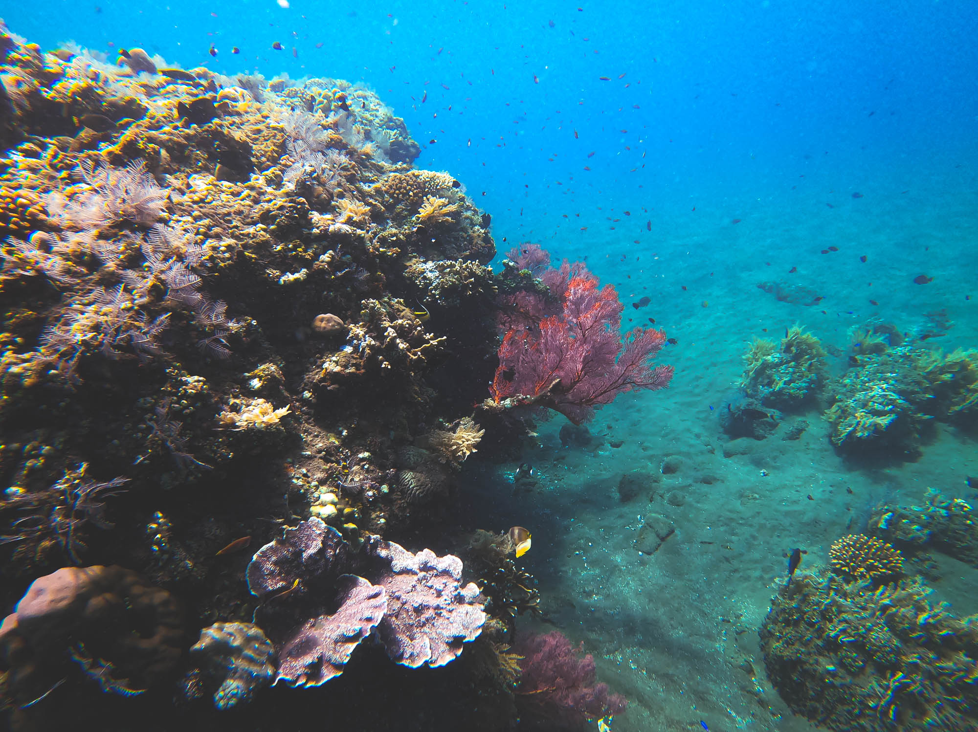 Red sea fan in Bunutan beach, Amed, Bali