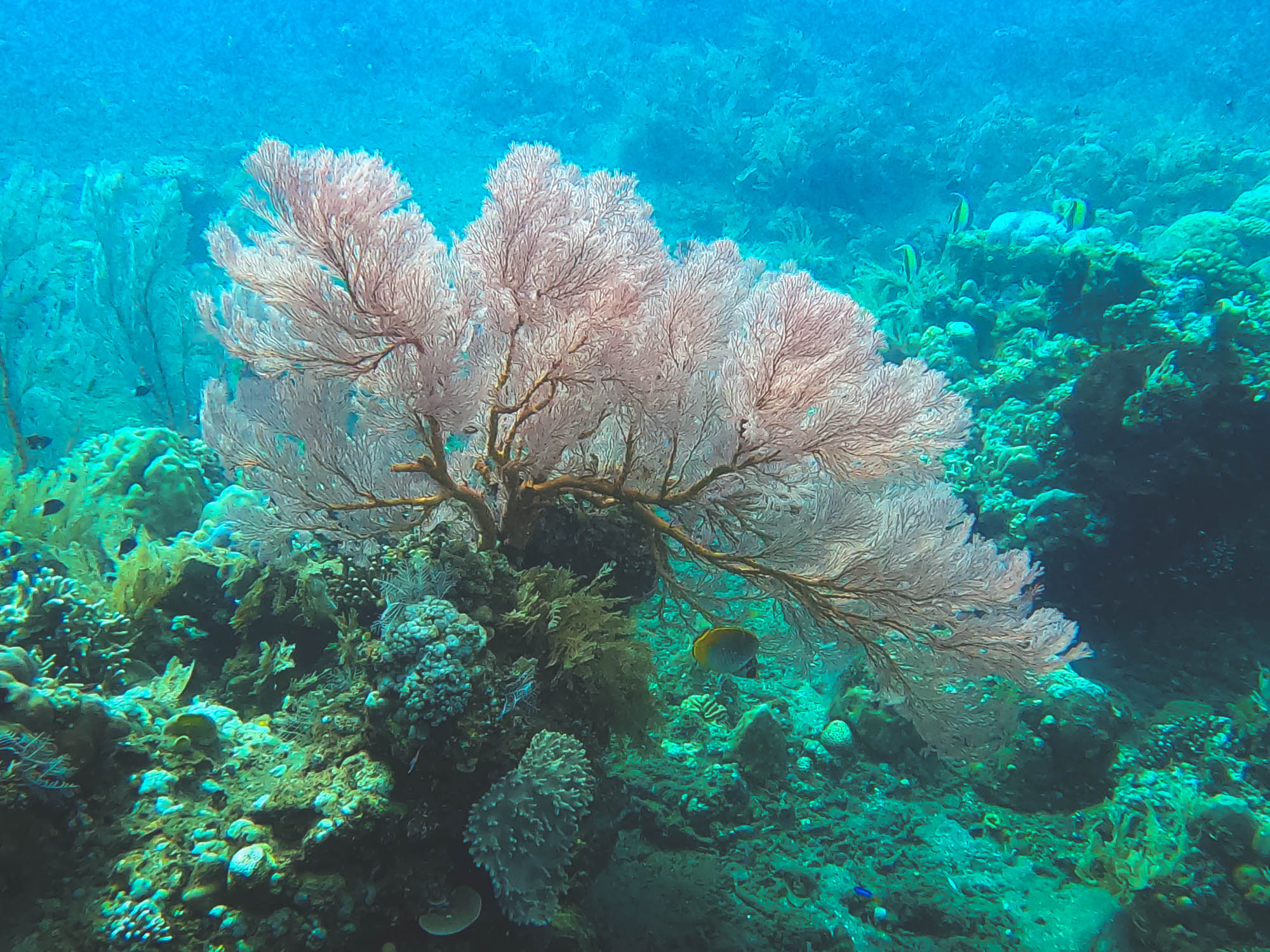 Sea fan in Bunutan Beach, Amed, Bali